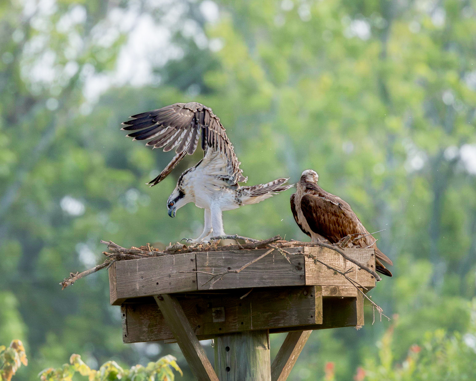 Osprey 110, Sea Trail