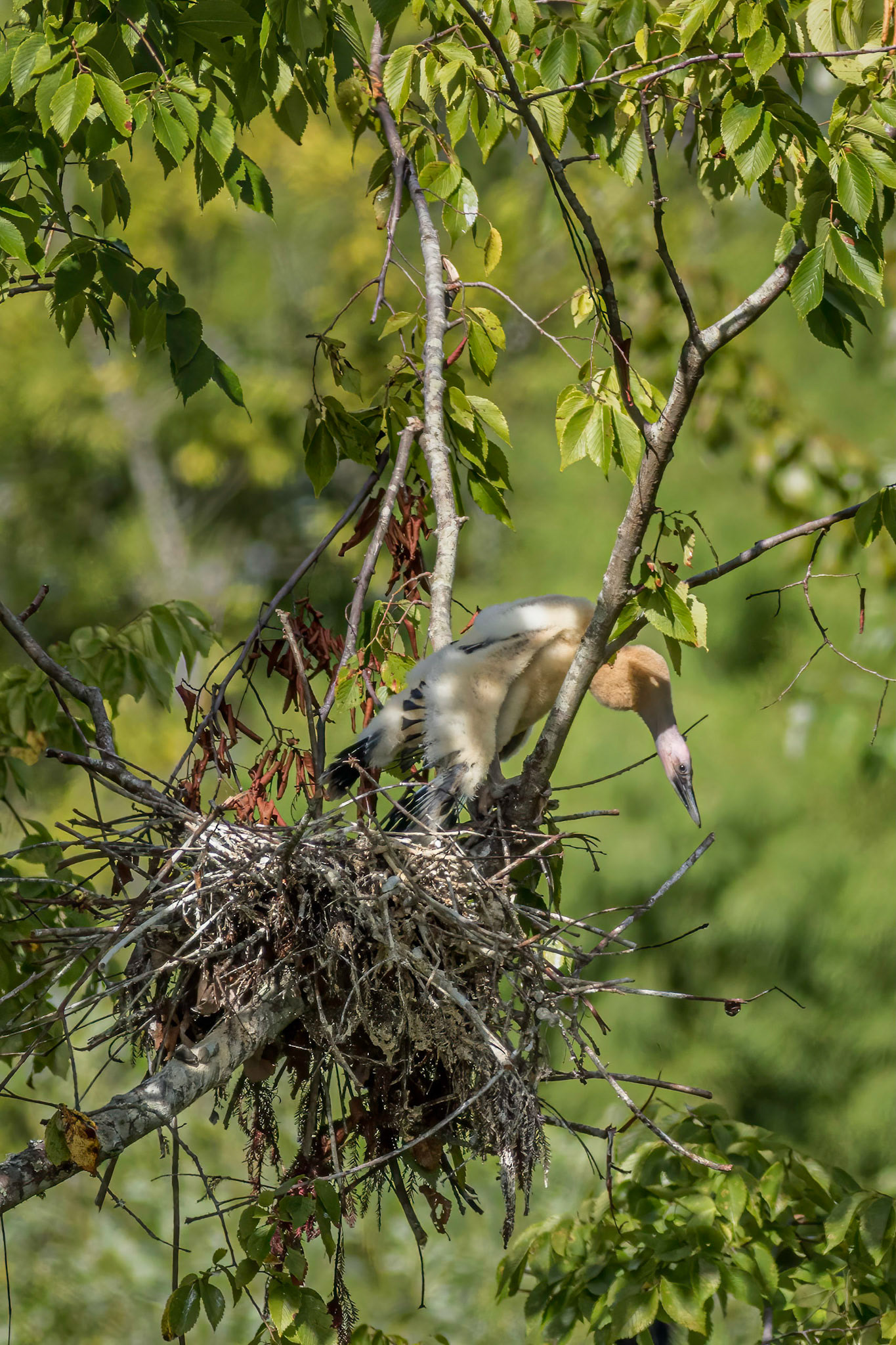 Anhinga nest 33, Sea Trail, Week of August 1, Nest 2