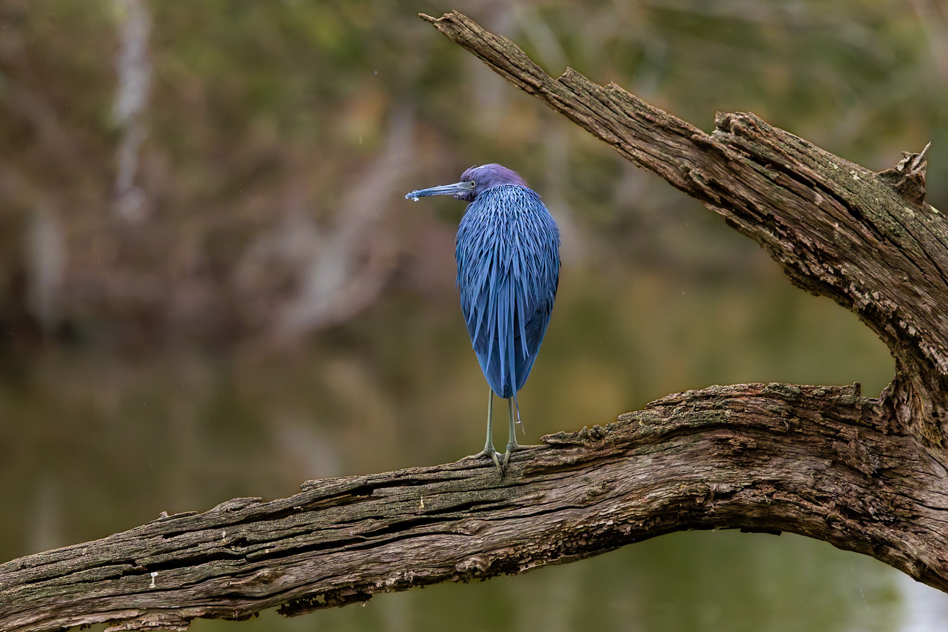 Little blue heron 31, Magnolia Cemetery