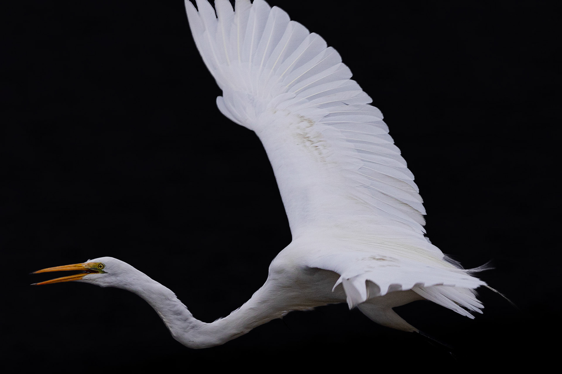 Low key great egret 6, Carl Bazemore bird platform, Sunset Beach, NC