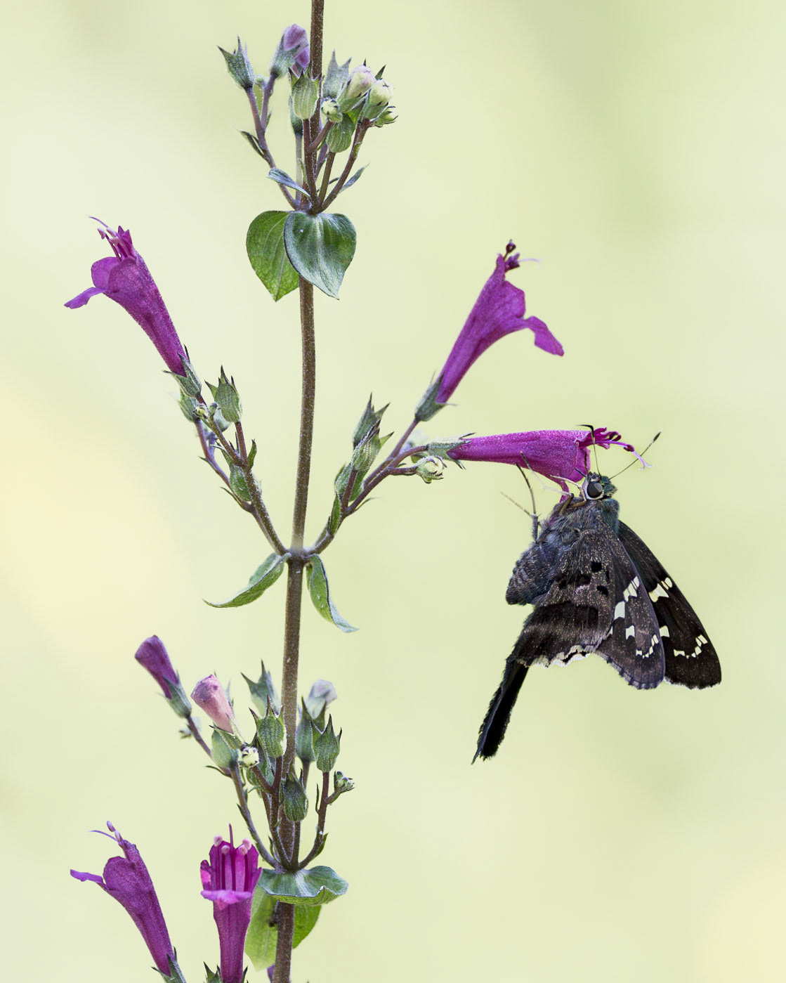 Long tailed skipper on black and blue sage 5, Brunswick County Botanical Gardens