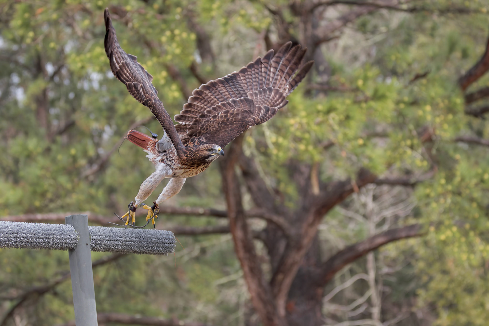 Red tailed hawk 6, Center for Birds of Prey, Awendaw, SC
