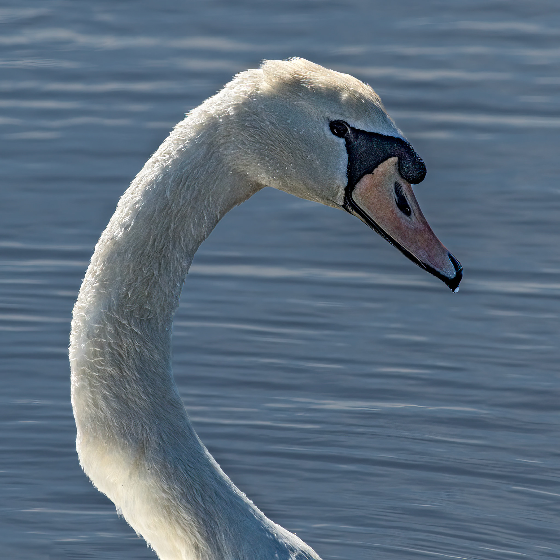 Mute swan 3, Huntington Beach State Park, SC