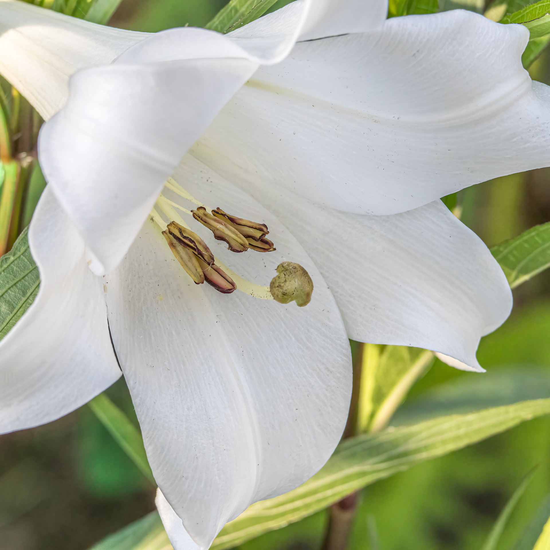 Lily 9, Brunswick County Botanical Gardens