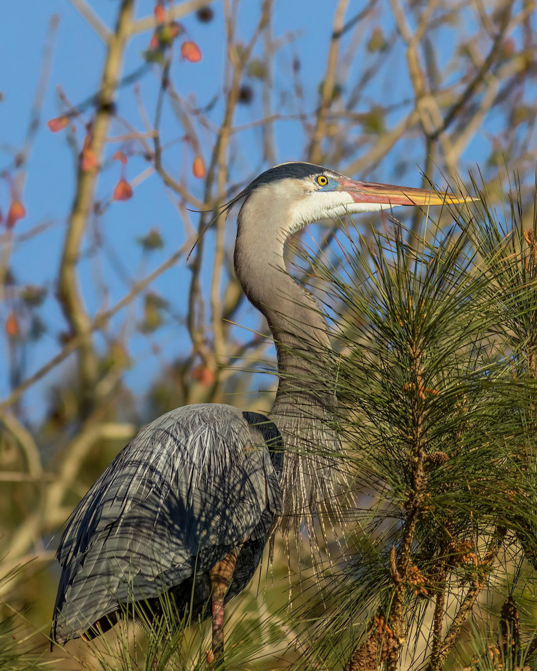 Rookery 60, Sea Trail