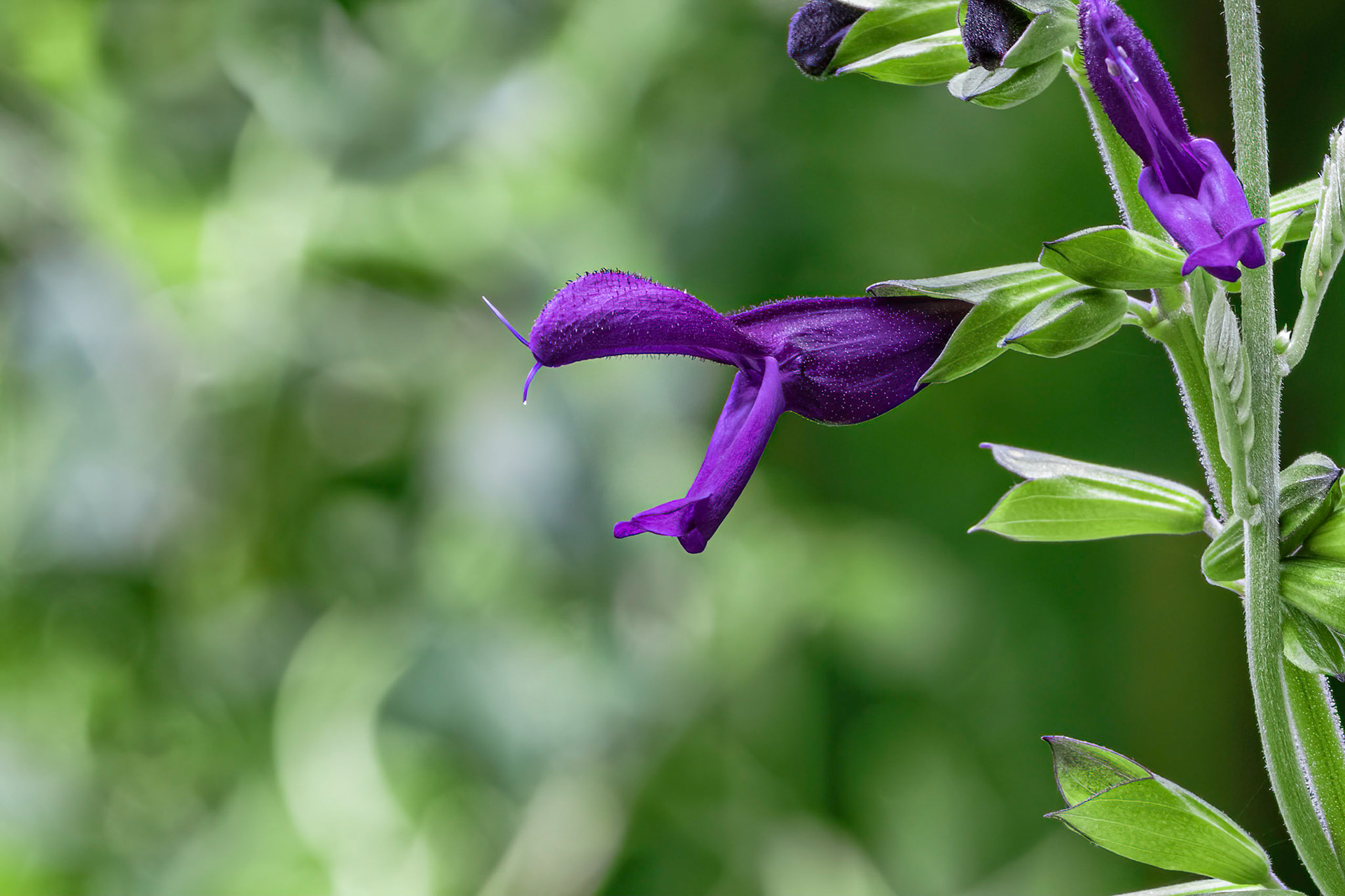 Anise-scented salvia or hummingbird salvia 1, Brunswick County Botanical Gardens