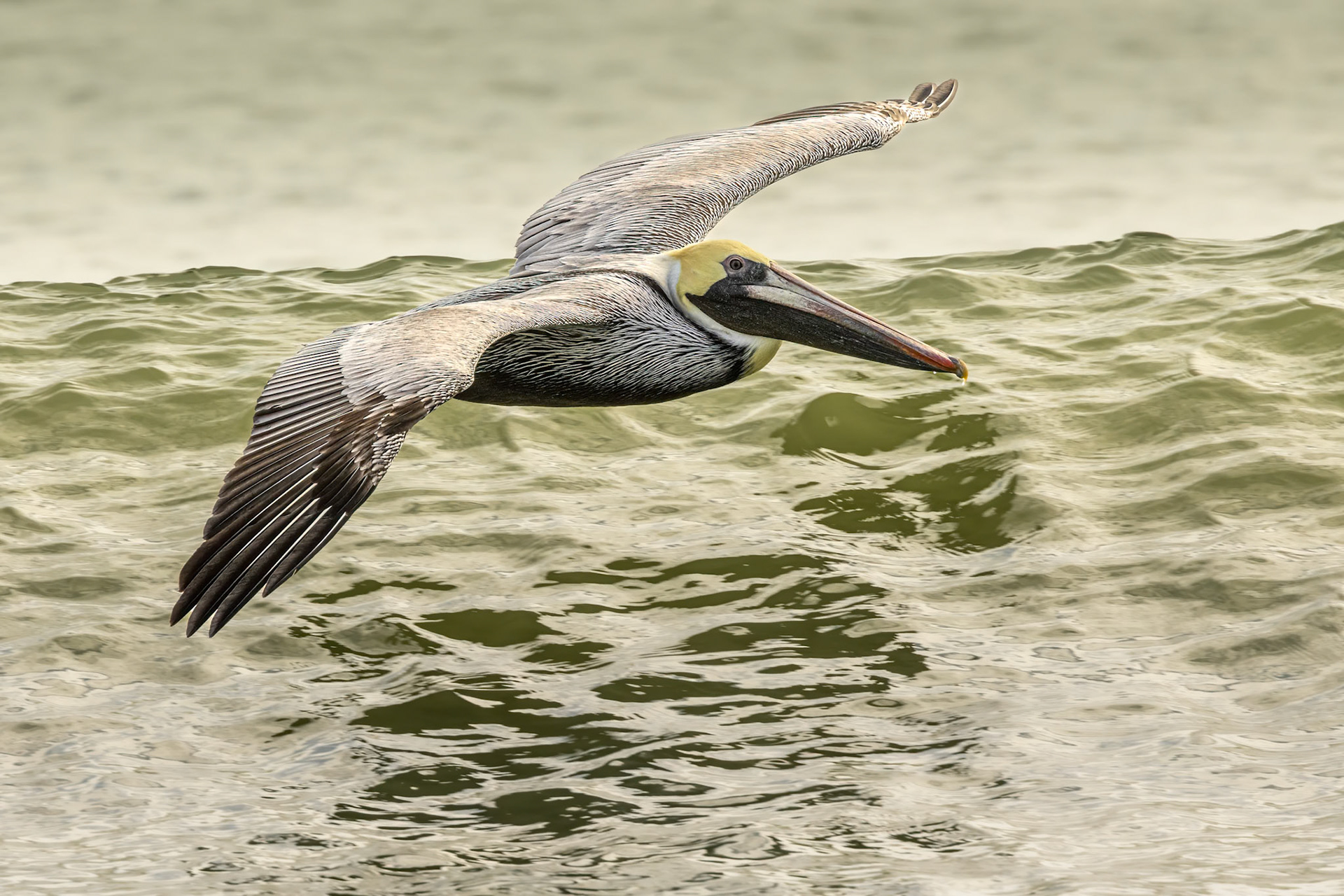 Pelicans 64, OIB east end