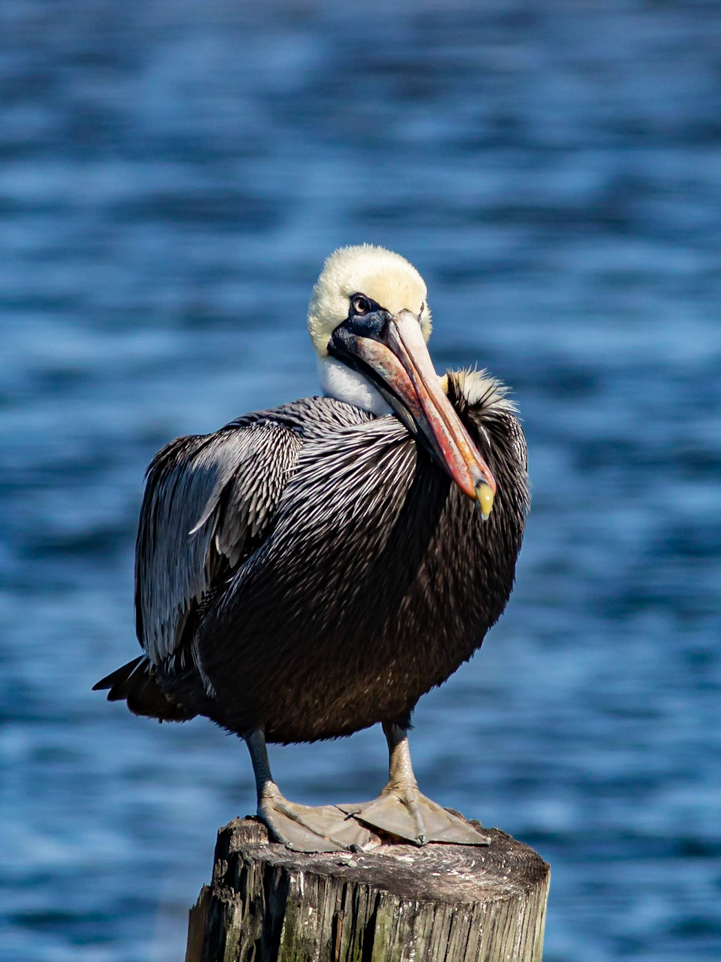 Pelicans 38, OIB
