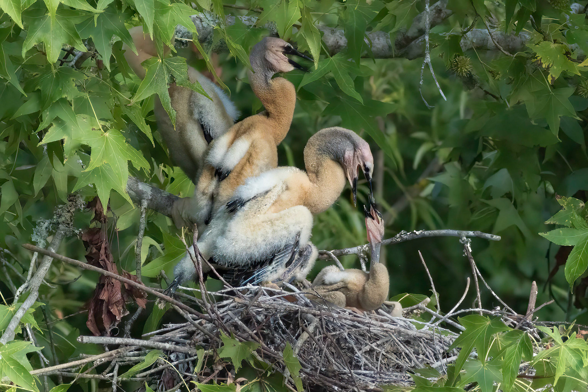 Anhinga nest 16, Sea Trail, Week of July 18, Nest 1
