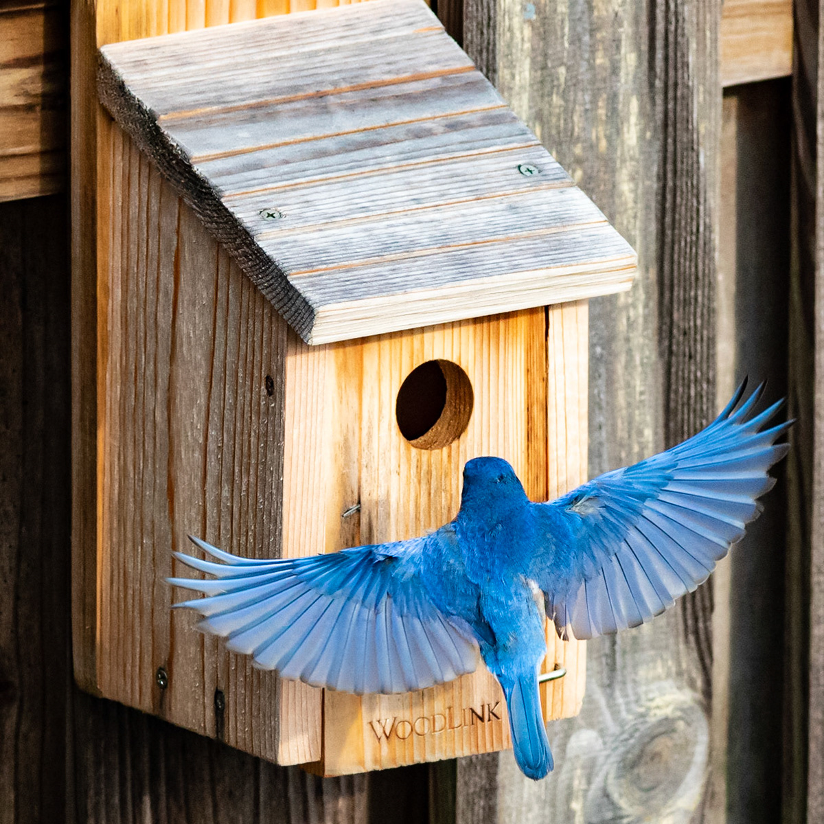 Male Eastern Bluebird 9, OIB