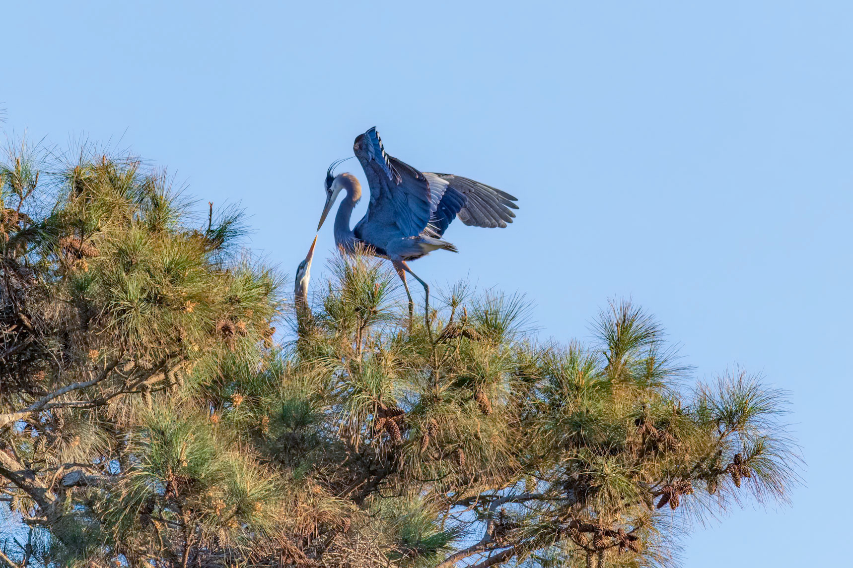 Rookery 49, Sea Trail