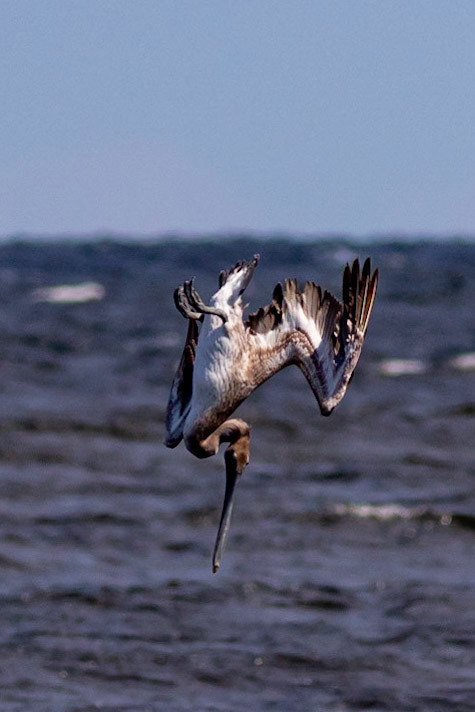 Pelicans Diving 16, OIB