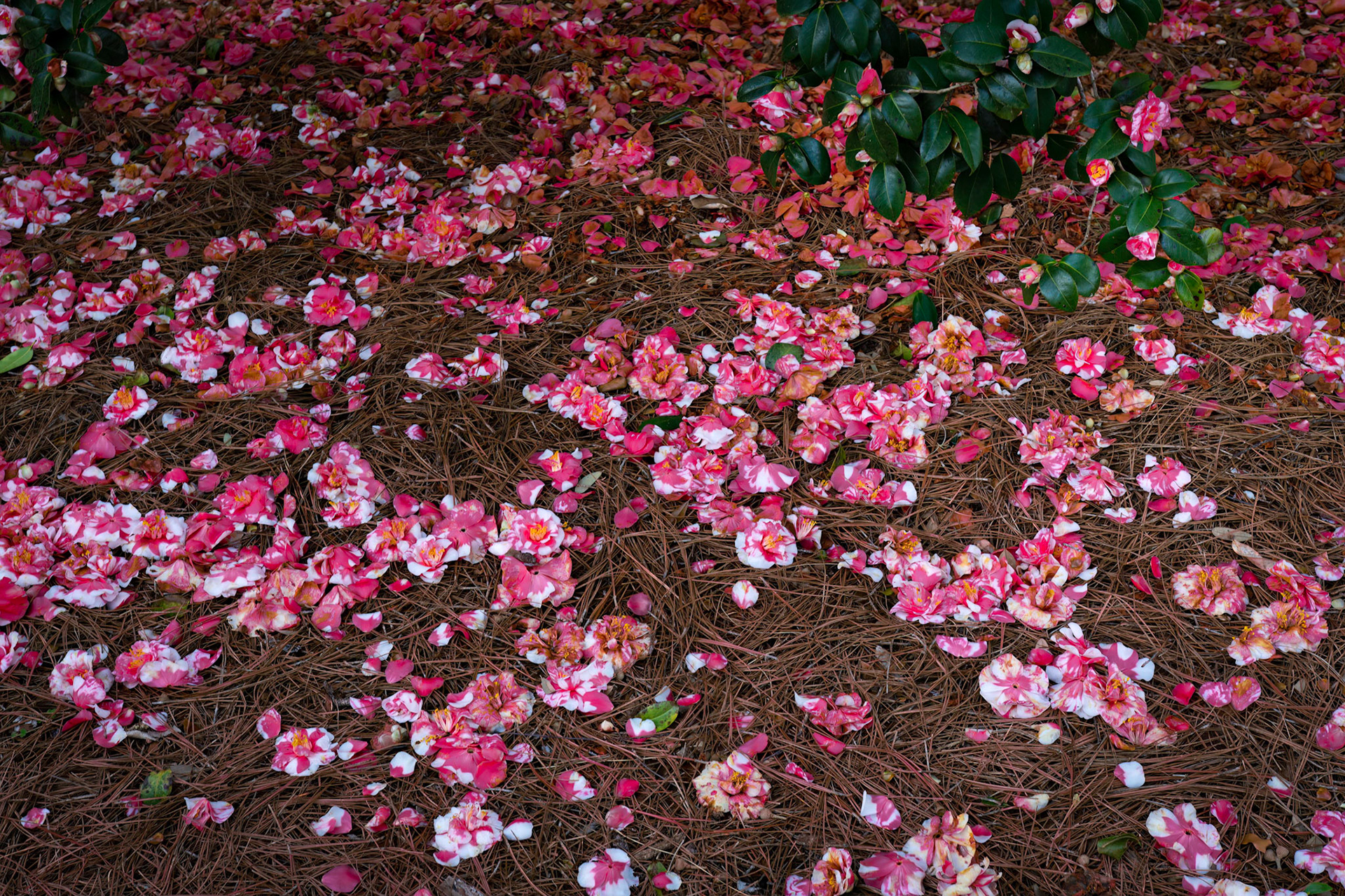 Camellia 3, Airlie Gardens