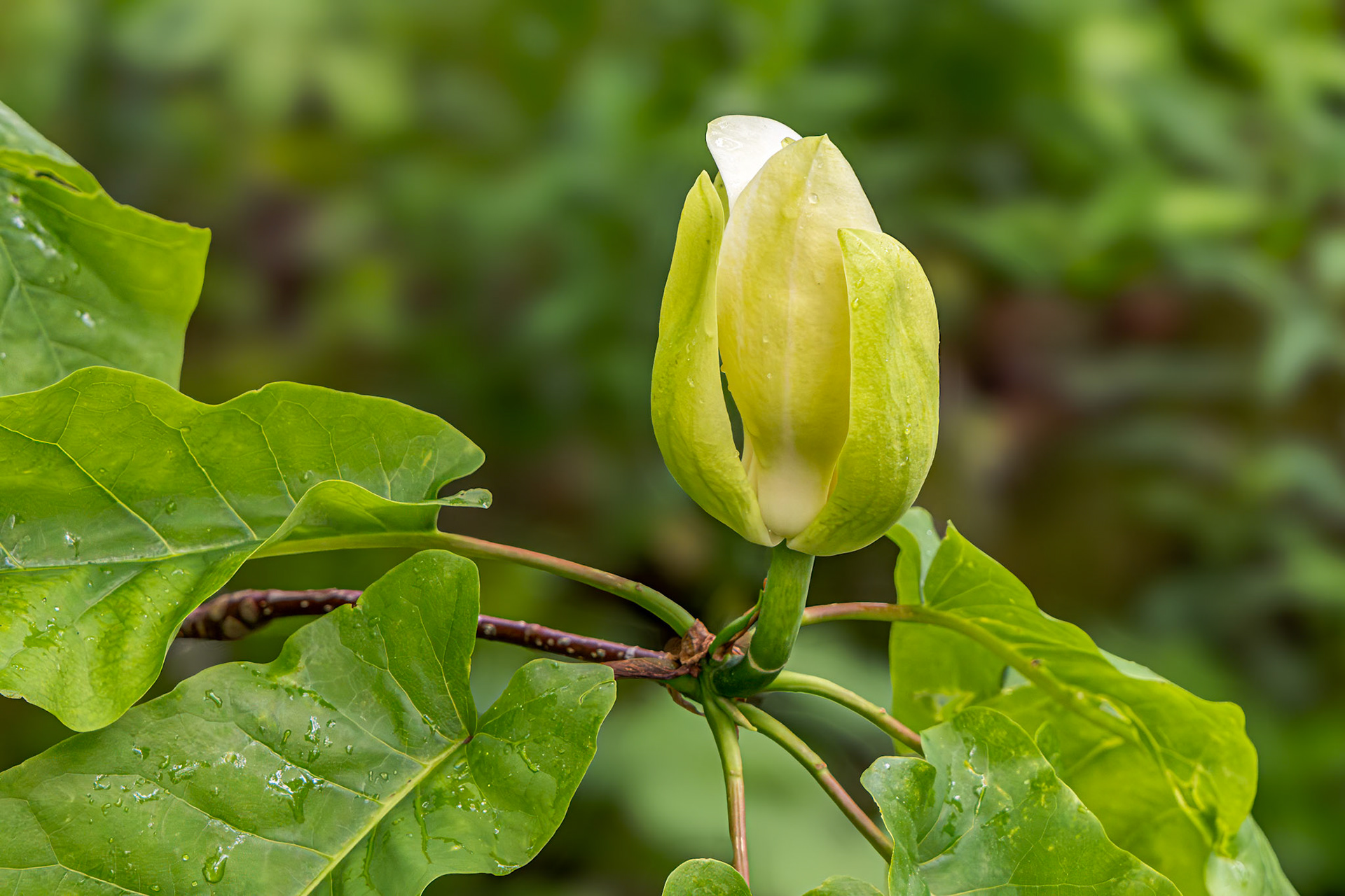 Tulip Poplar 1, Grandfather Mountain State Park, NC