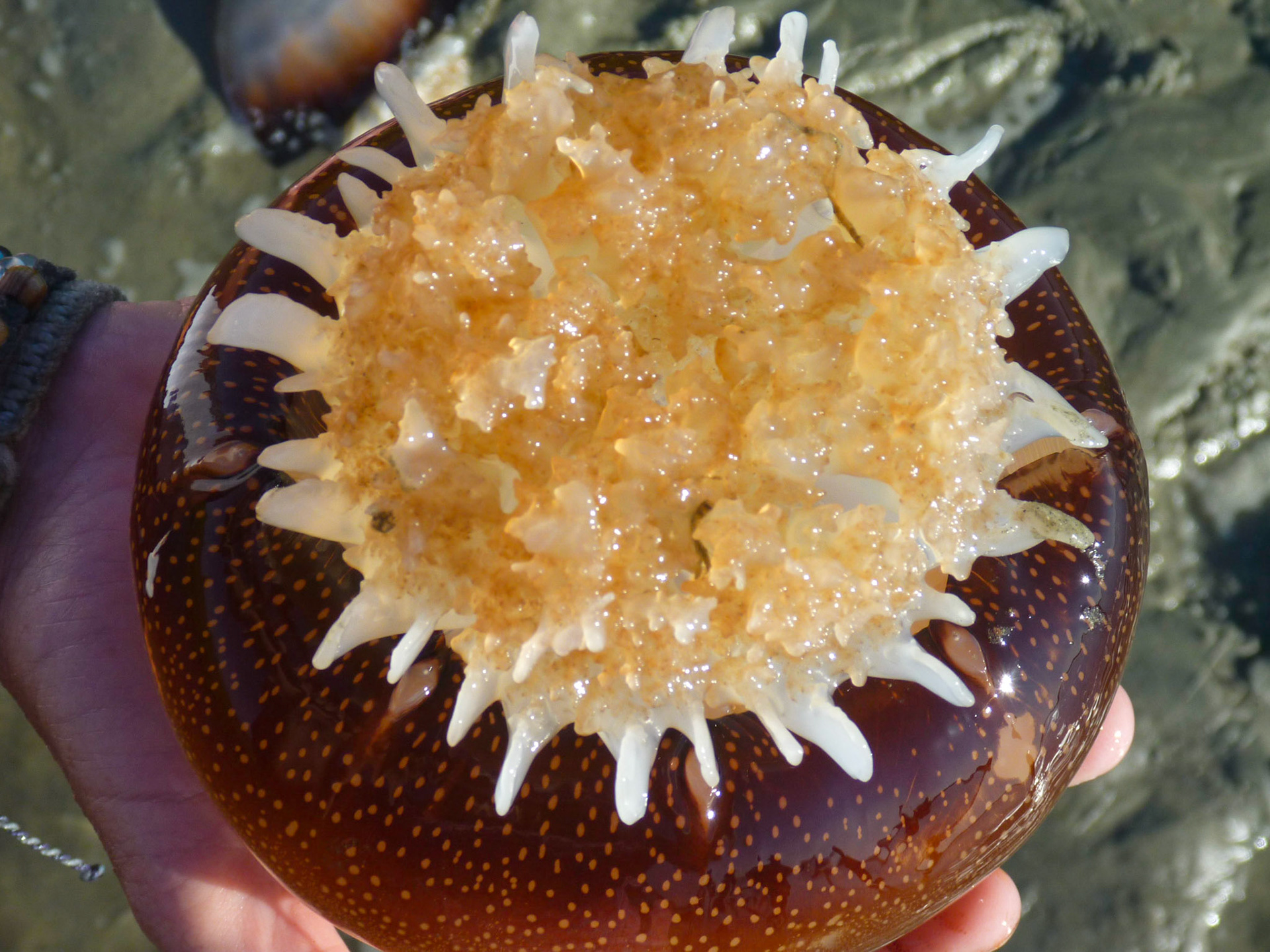 Jellyfish 6, OIB ICW