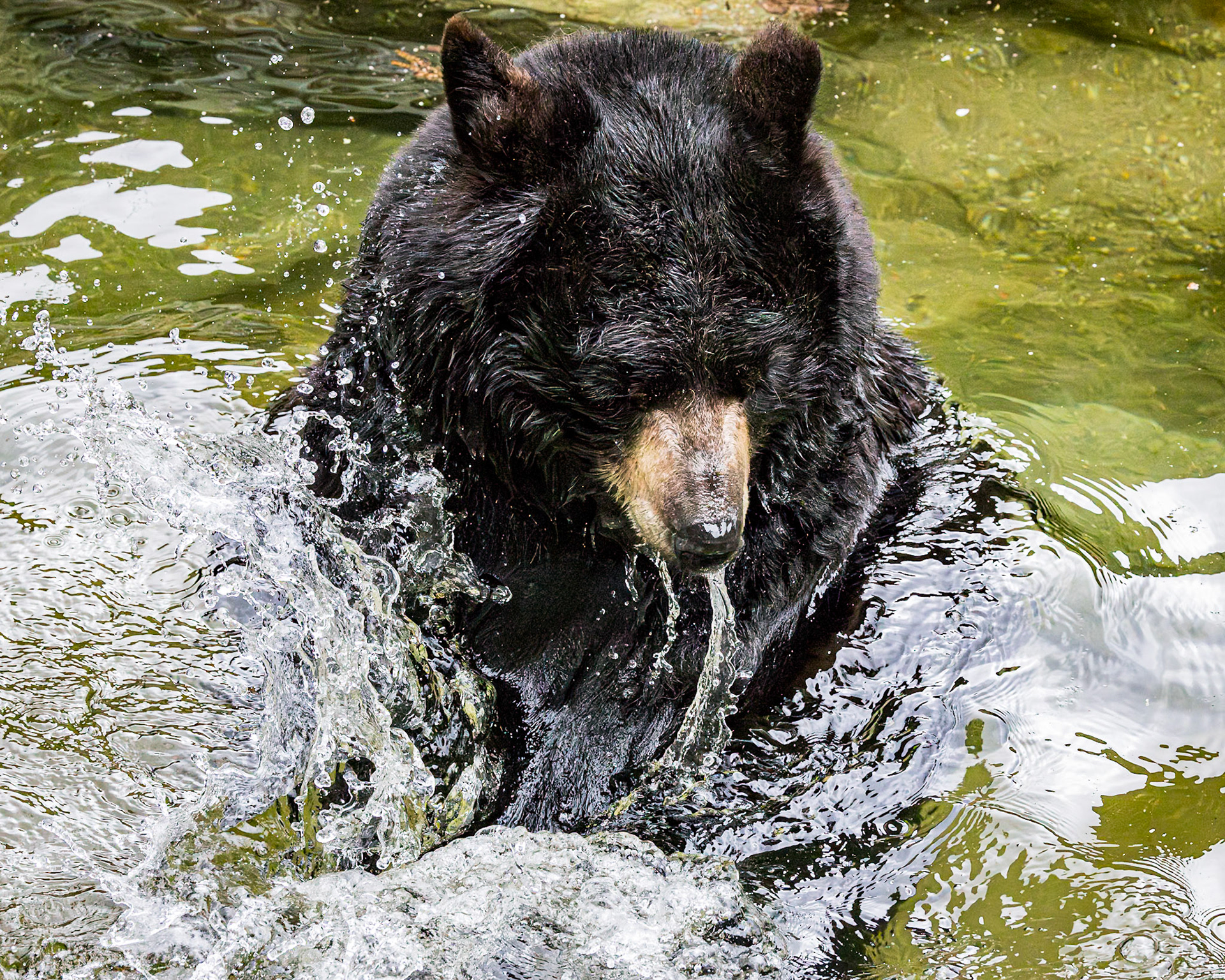 Black bear 10, Grandfather Mountain, NC