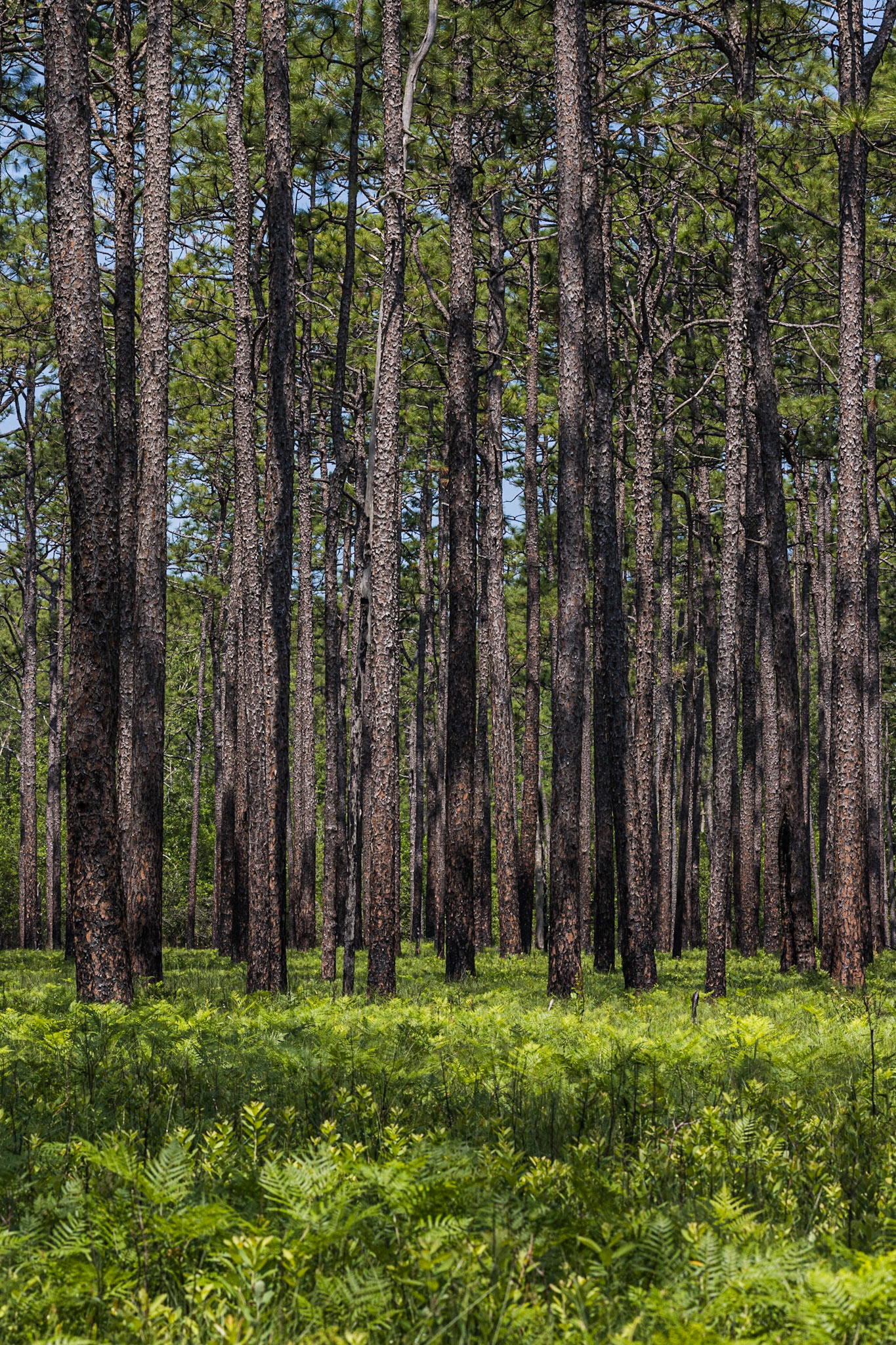 Greenswamp Pine Barren 8