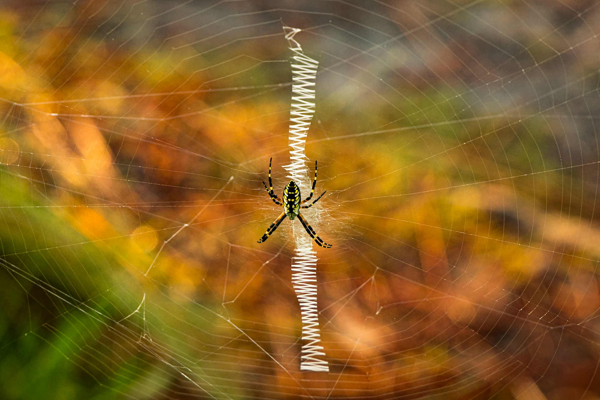 Yellow garden spider 1, Green Swamp Preserve