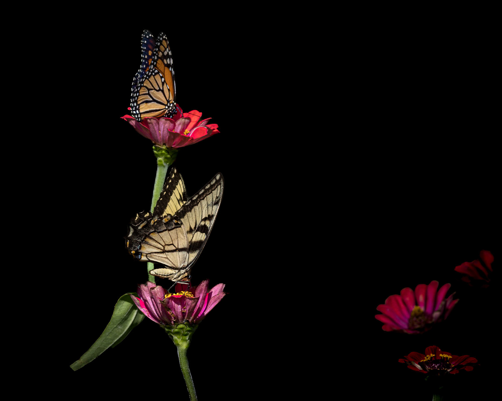 Eastern tiger swallowtail and monarch, Private home in Calabash, NC