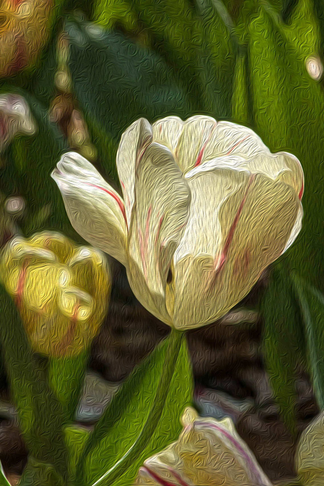 Tulips 3, Airlie Gardens, Wilmington