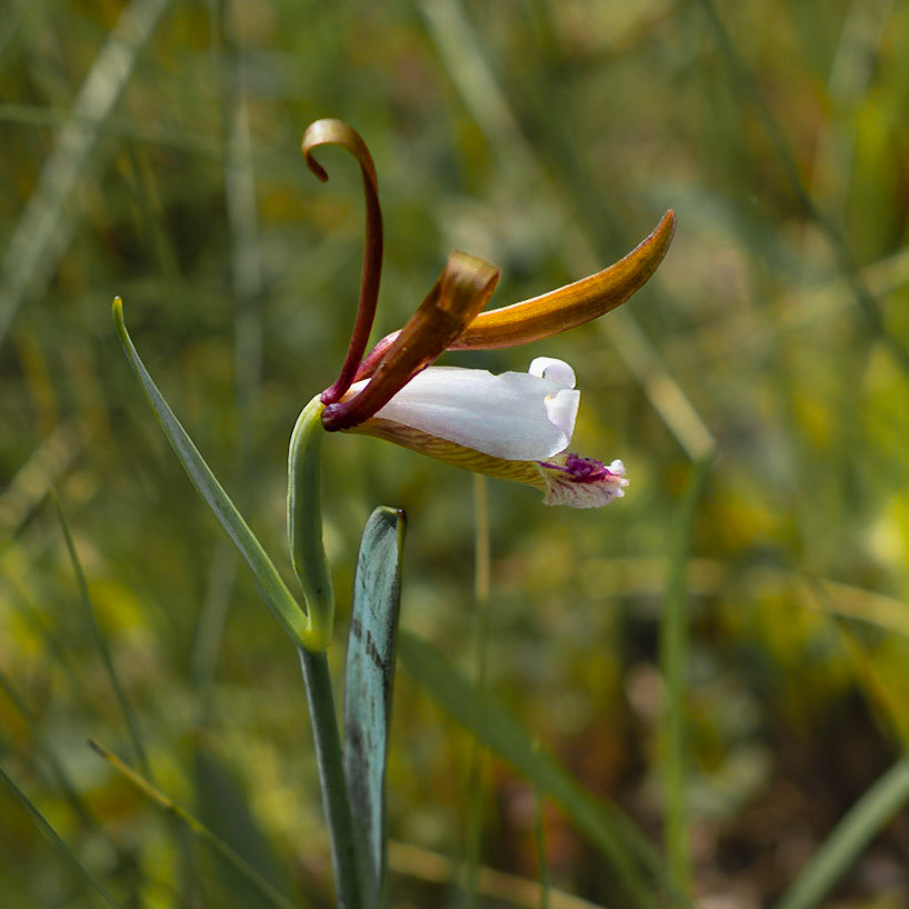 Rosebud orchid 3, Green Swamp Preserve