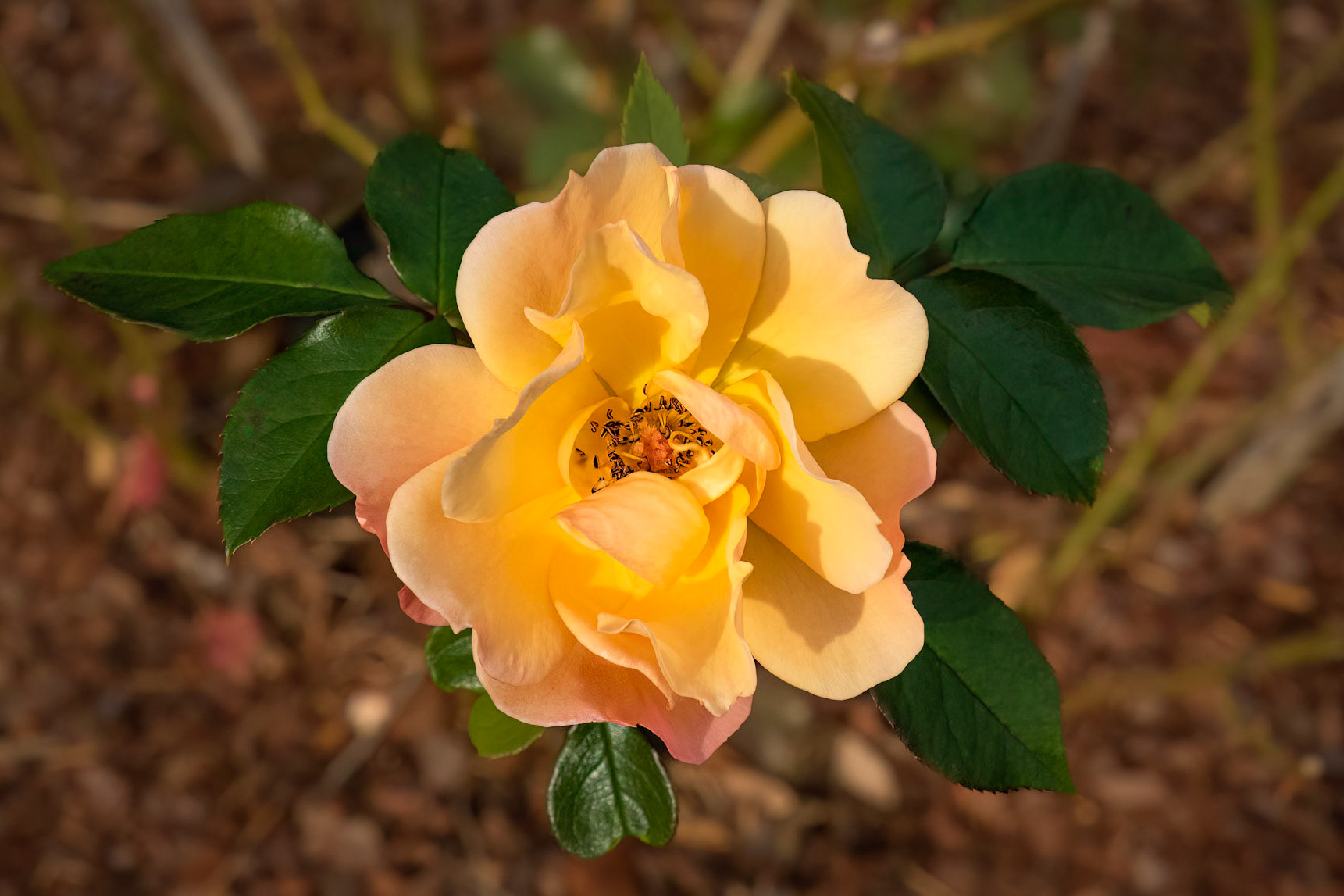 Rose 28, Brunswick County Botanical Gardens
