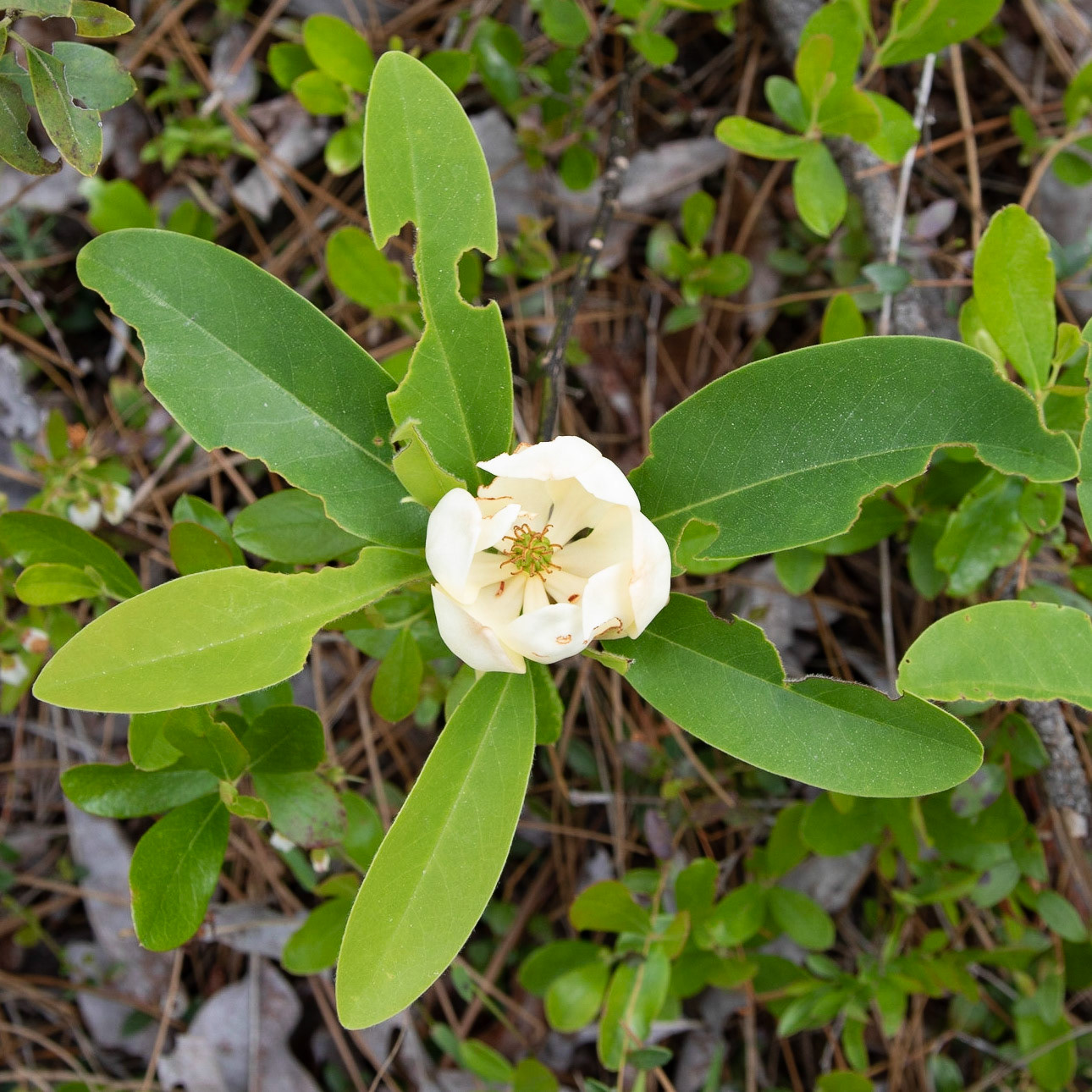 Sweet bay, Green Swamp