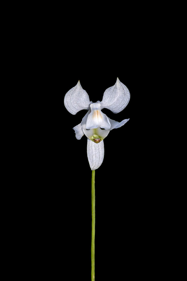 Pale Grass pink orchid 5, Green Swamp Preserve
