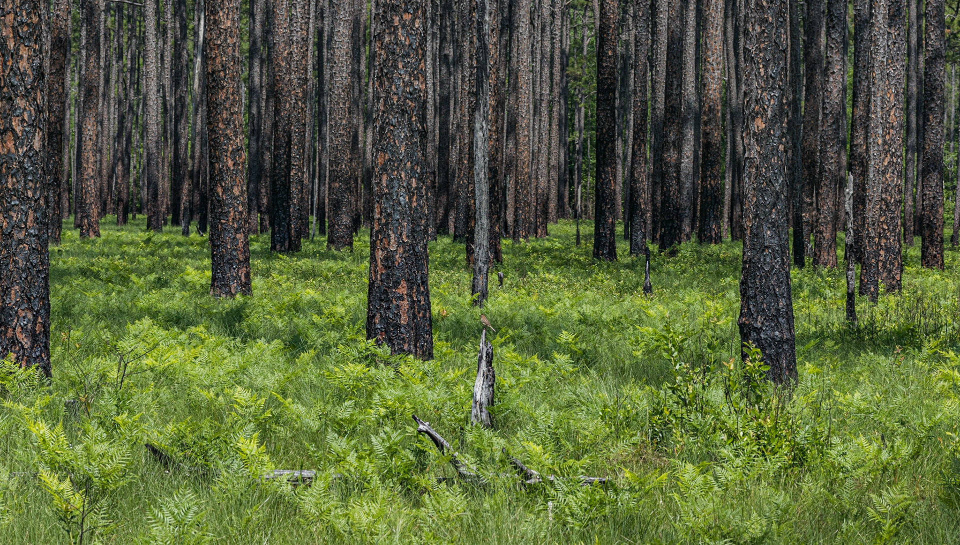 Greenswamp Pine Barren 6