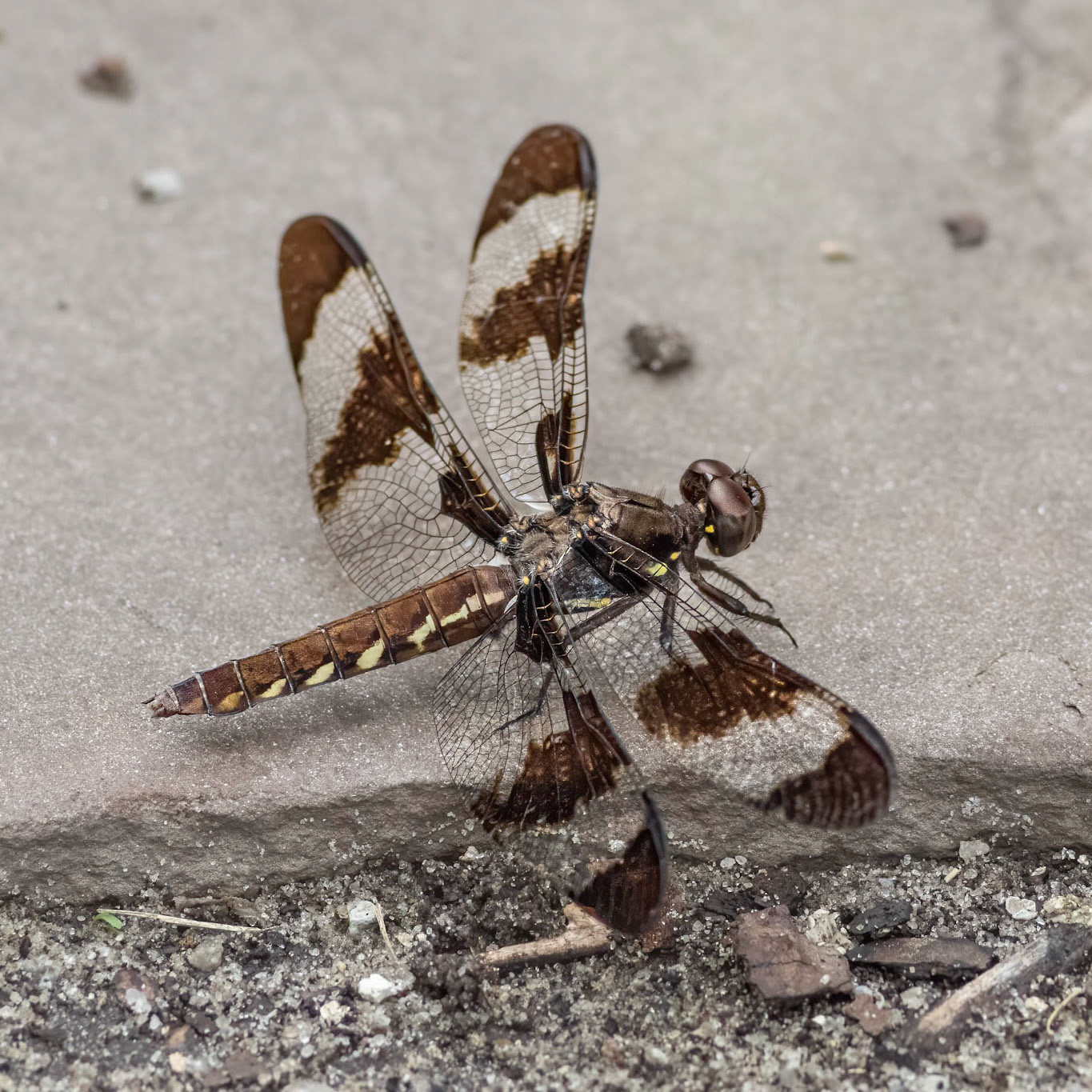 Common whitetail female 1, Brunswick County Botanicla Gardens