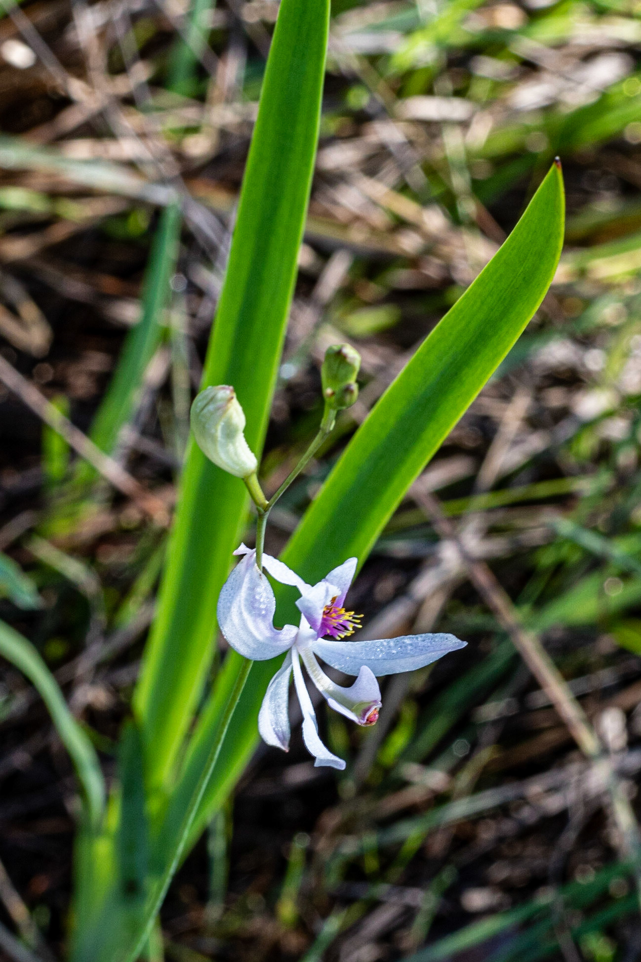 Pale Grass pink orchid 2, Green Swamp Preserve