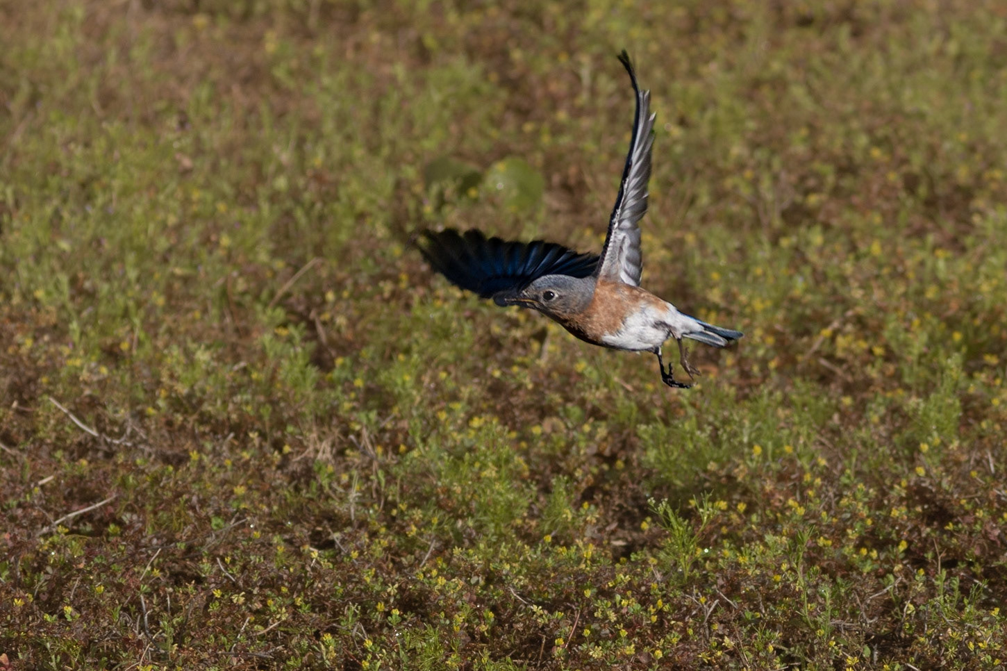 Eastern bluebirds 62, OIB