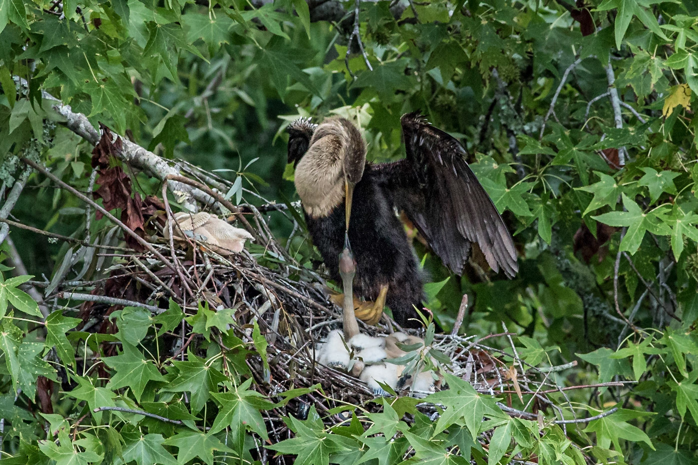 Anhinga nest 2, Sea Trail, Week of July 11, Nest 1