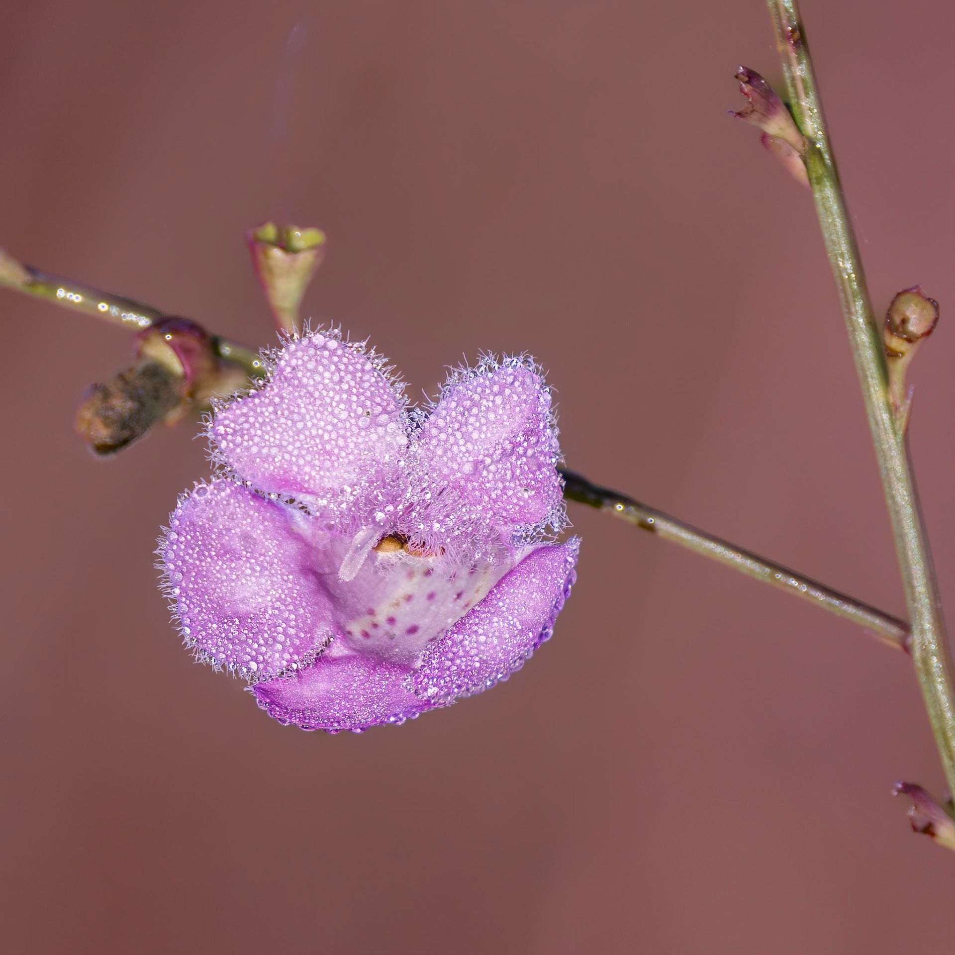 Flaxleaf false foxglove 2, Green Swamp Preserve