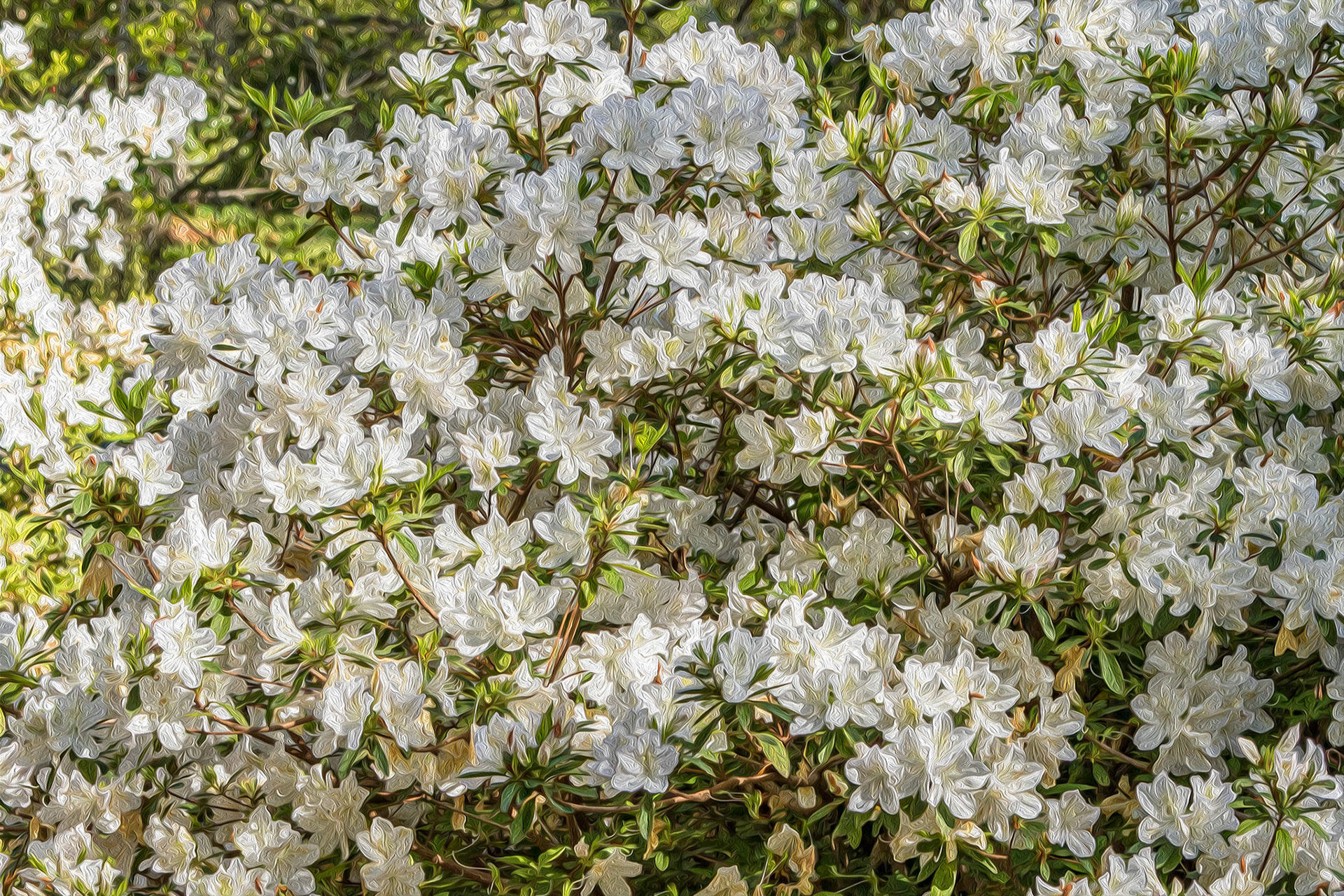 Azaleas 2, Airlie Gardens, Wilmington