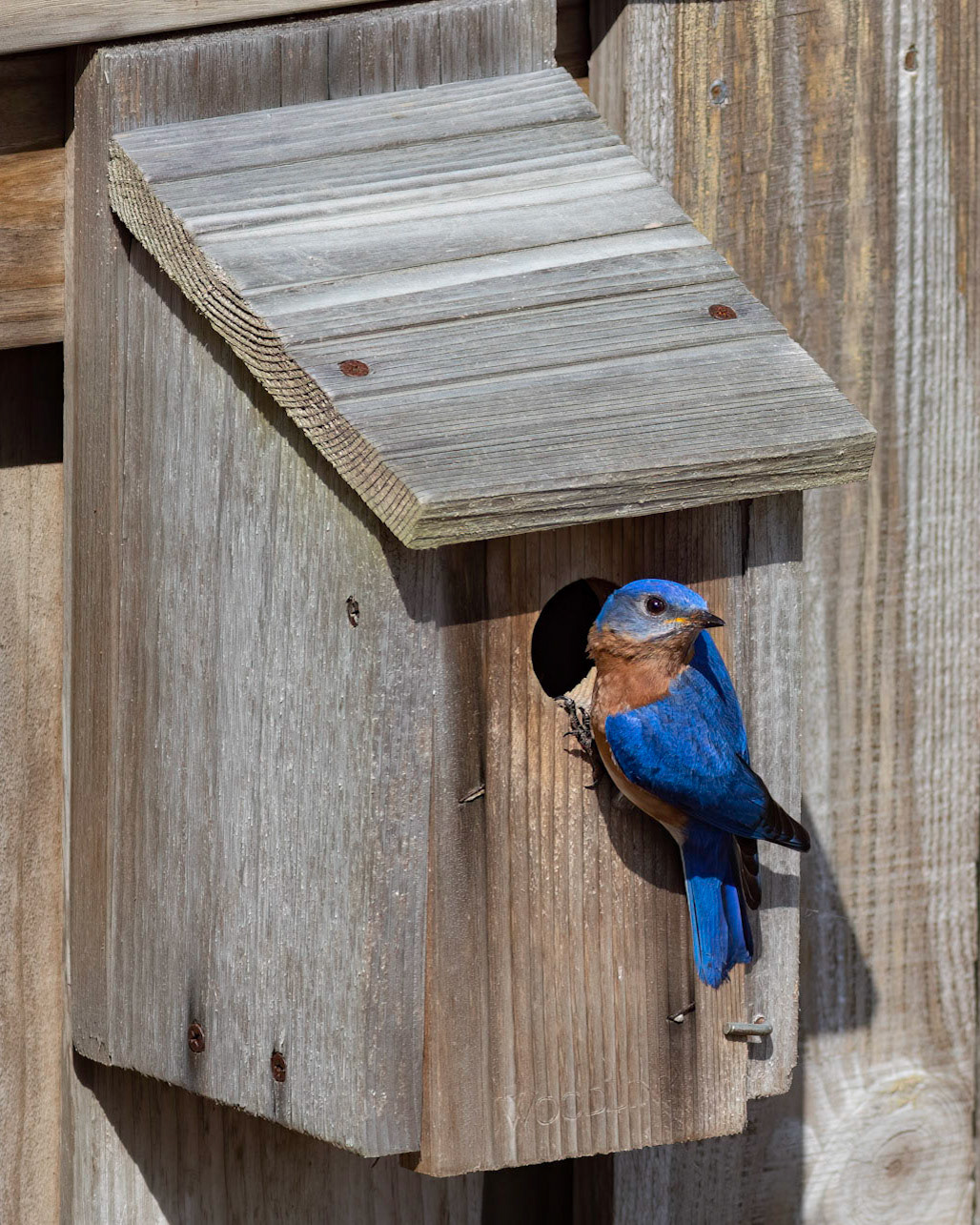 Eastern bluebirds 35, OIB
