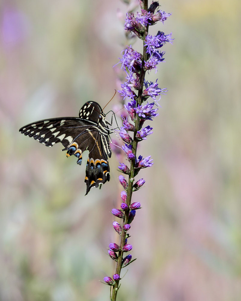 Palamedes swallowtail on dense blazing star 10, Green swamp area