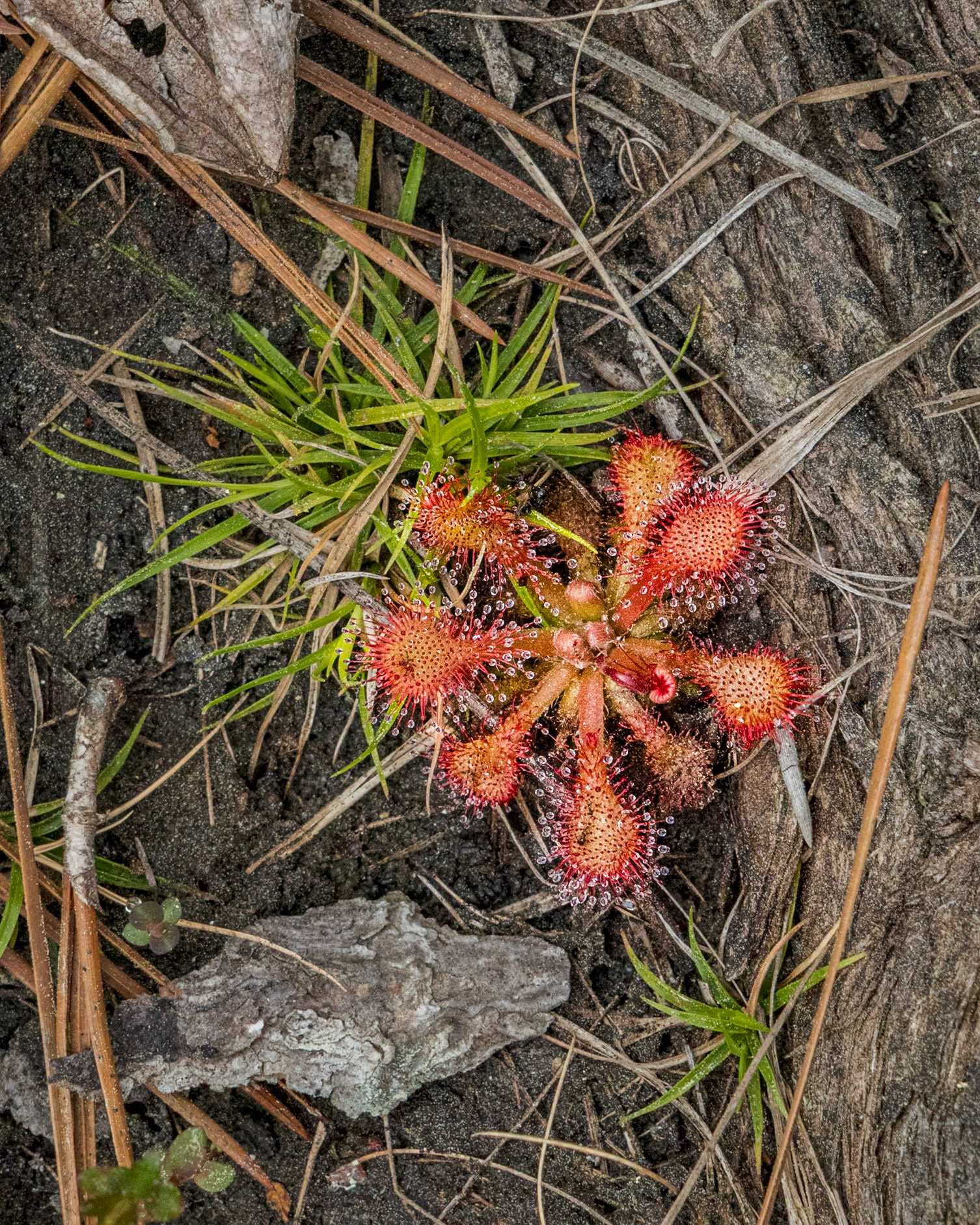 Pink sundew 6, Green Swamp Preserve