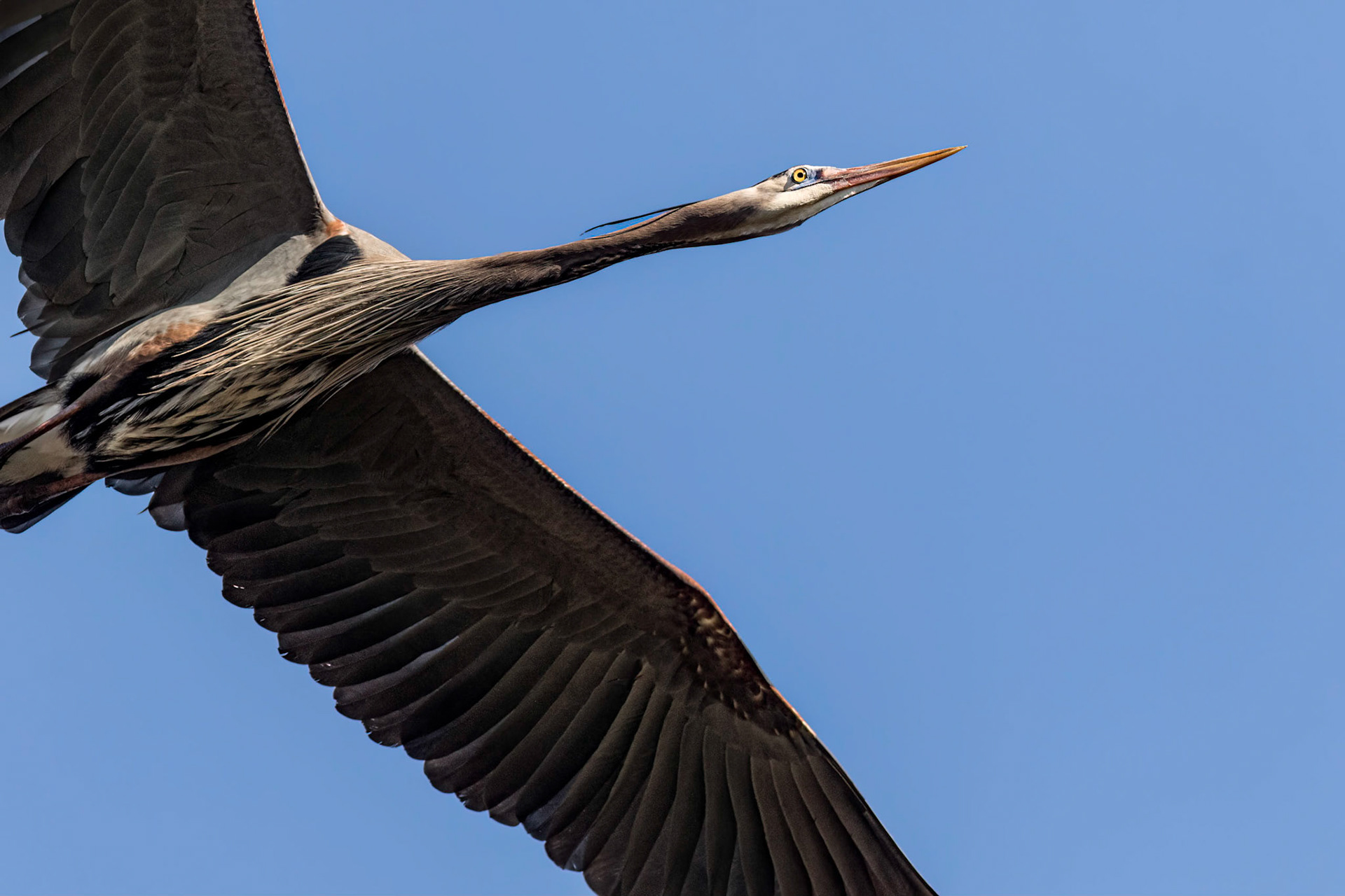 Rookery 46, Sea Trail
