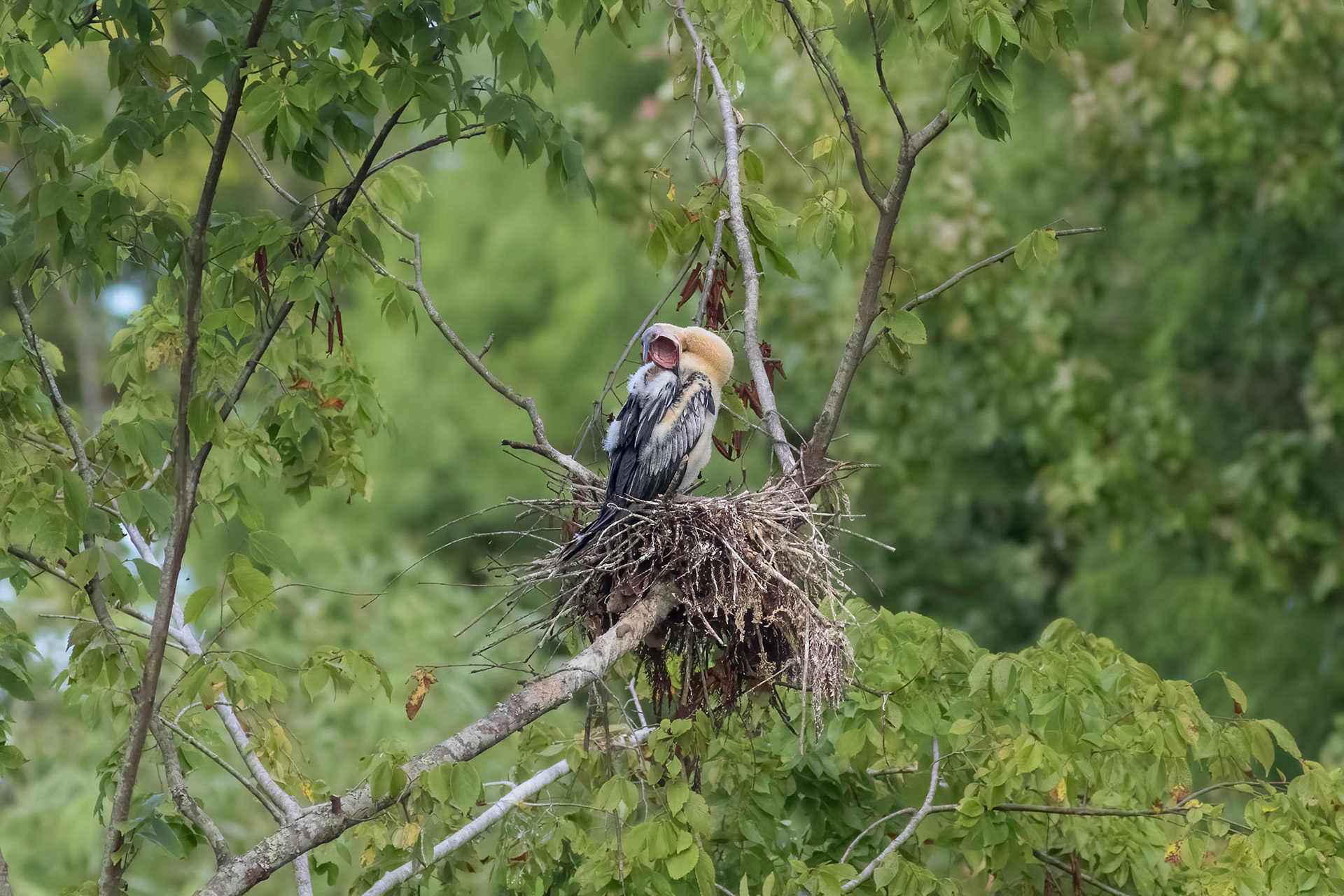 Anhinga nest 52, Sea Trail, Week of August 15, Nest 2