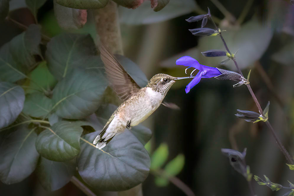 Hummingbird 11, Brunswick County Botanical Gardens