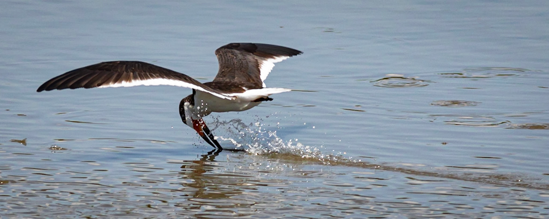 Black Skimmer 6, OIB ICW