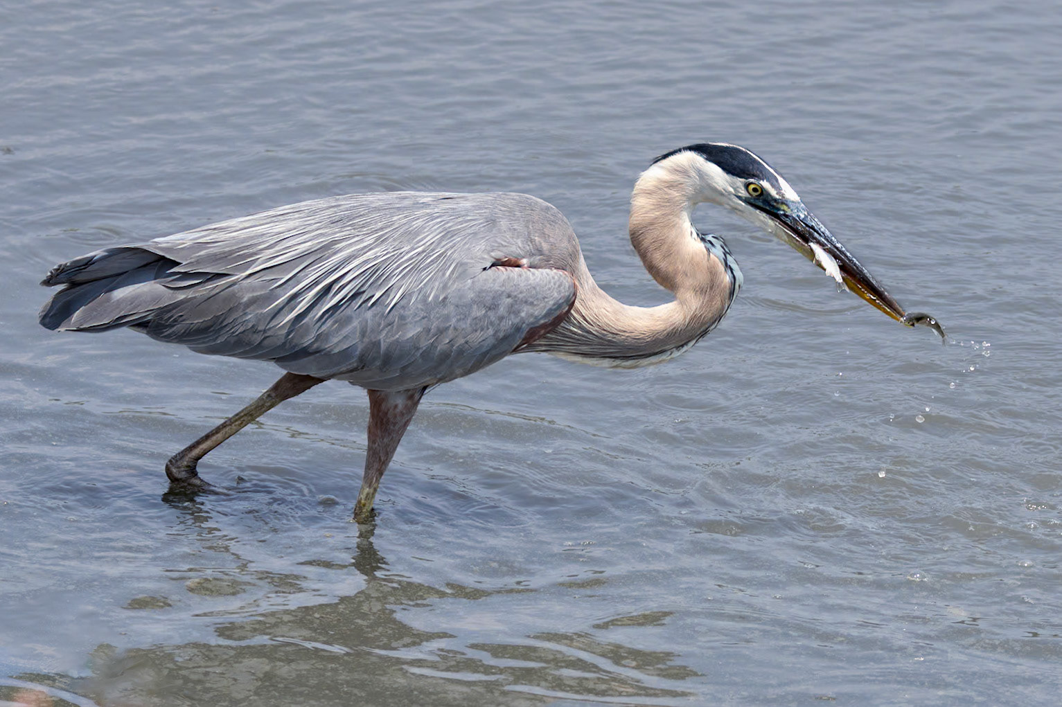 Great blue heron 75, Huntington Beach State Park, SC