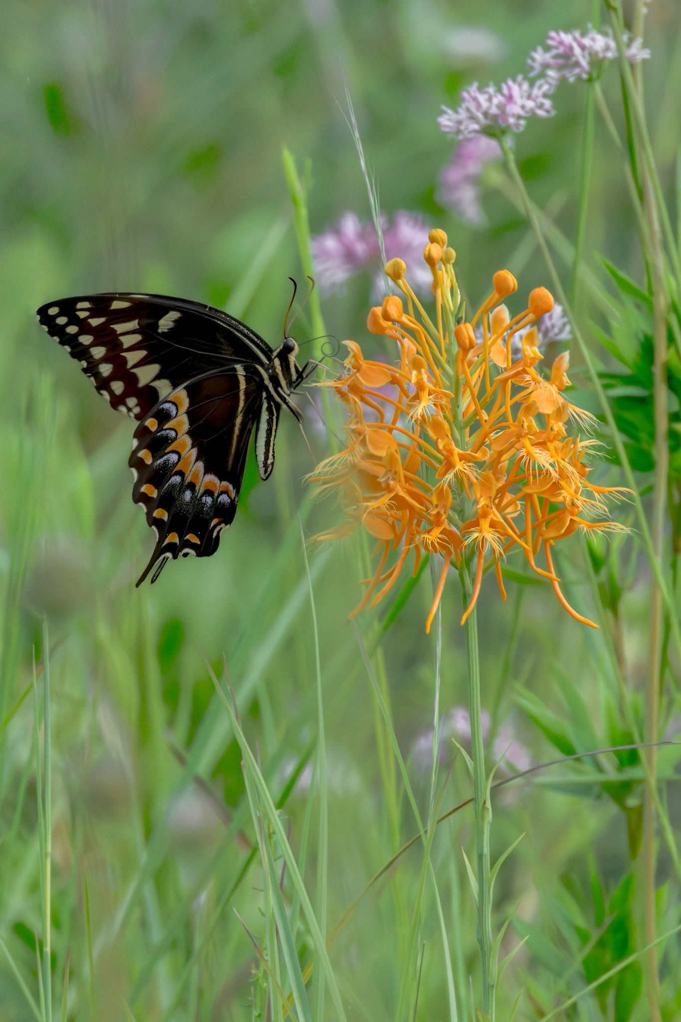Palamedes swallowtail on orange fringed orchid 3, Green Swamp area