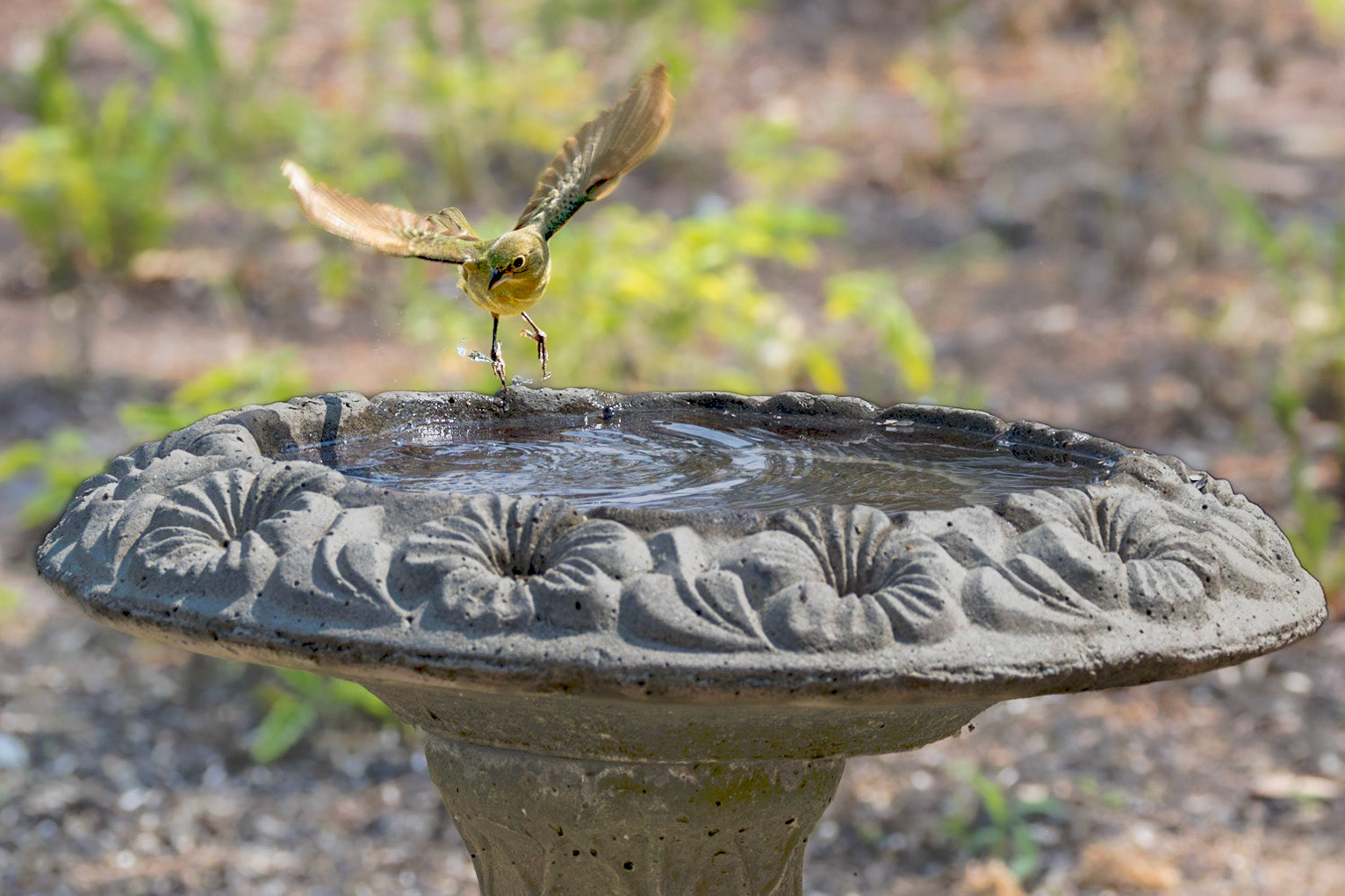 Female Painted Bunting 4, Huntingon Beach State Park, SC