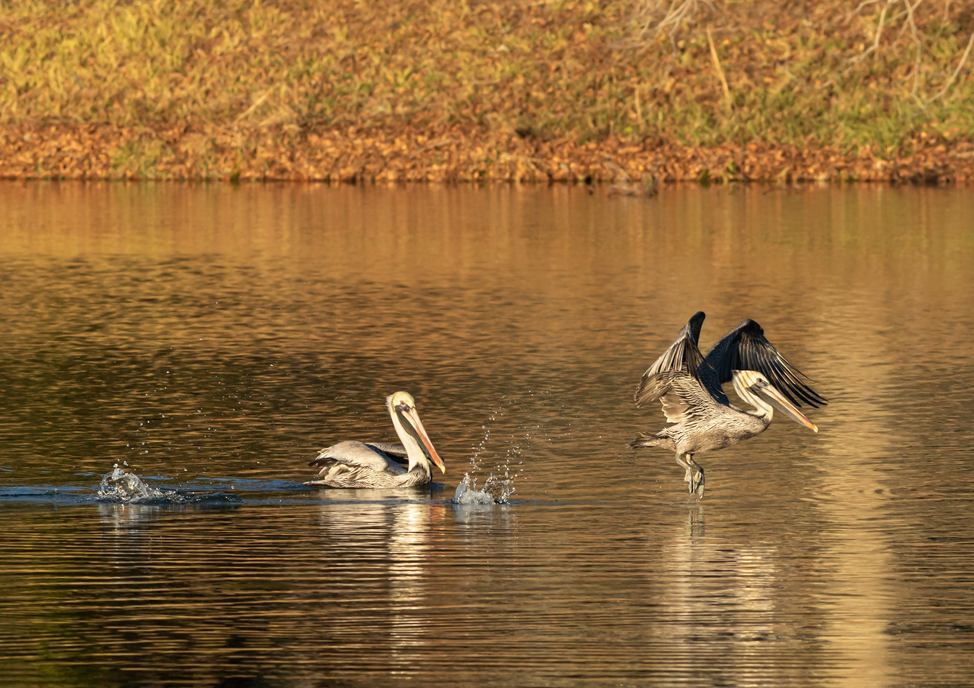 Pelican 54, Twin Lakes, Sunset Beach, NC