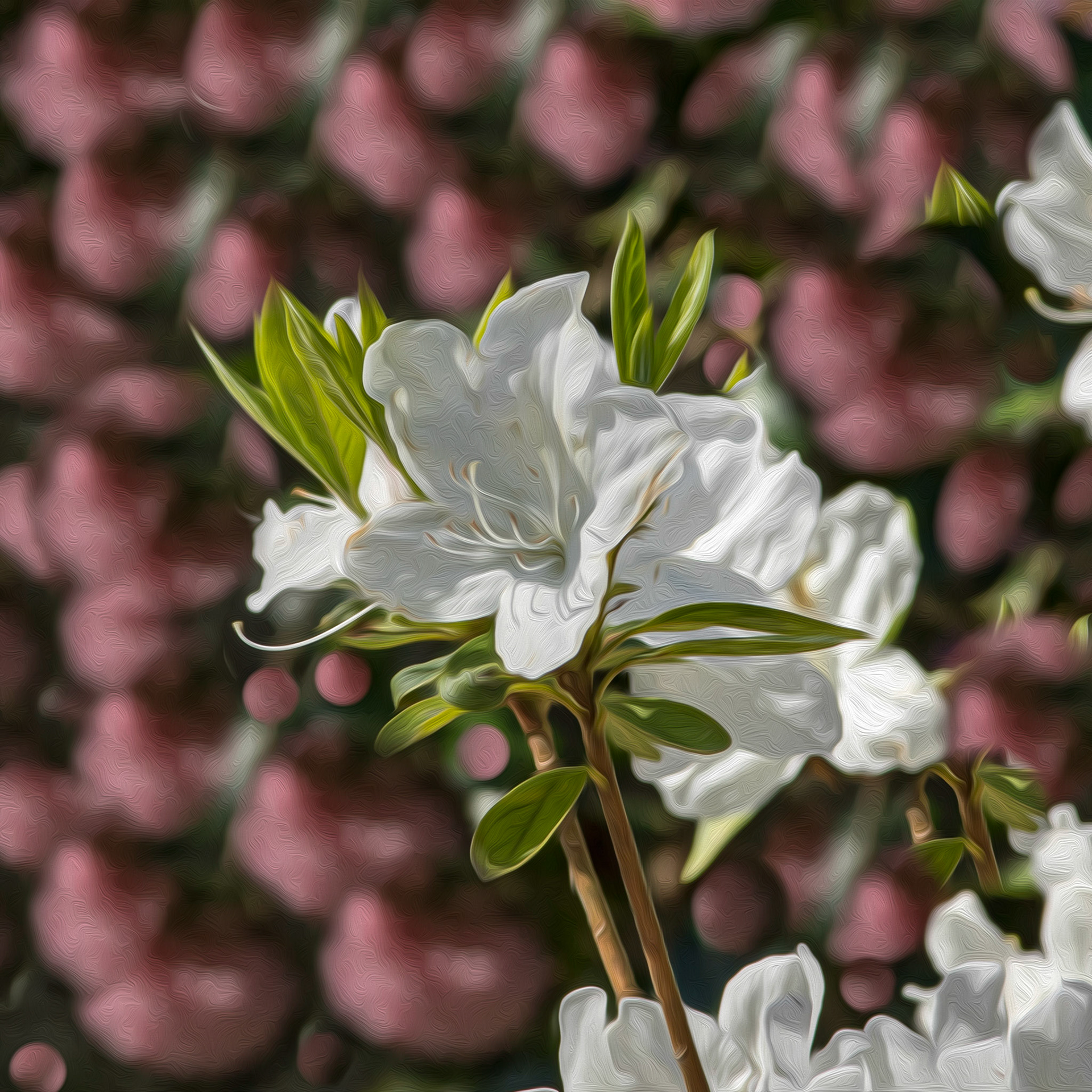 Azaleas 3, Airlie Gardens, Wilmington