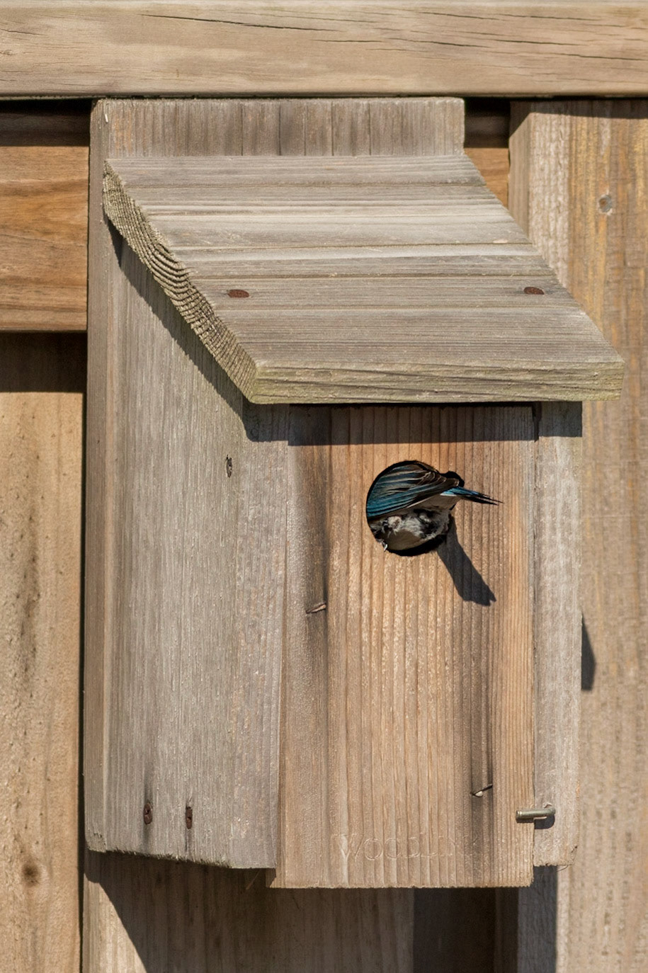 Eastern bluebirds 59, OIB