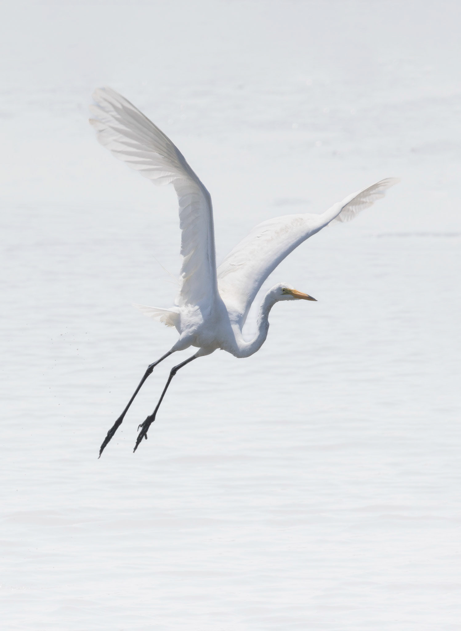 Great egret 49, OIB gazebo behind chapel
