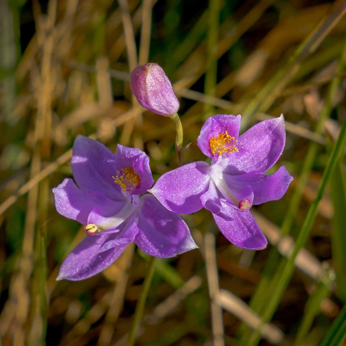 Bearded grass pink orchid 25, Green Swamp Preserve
